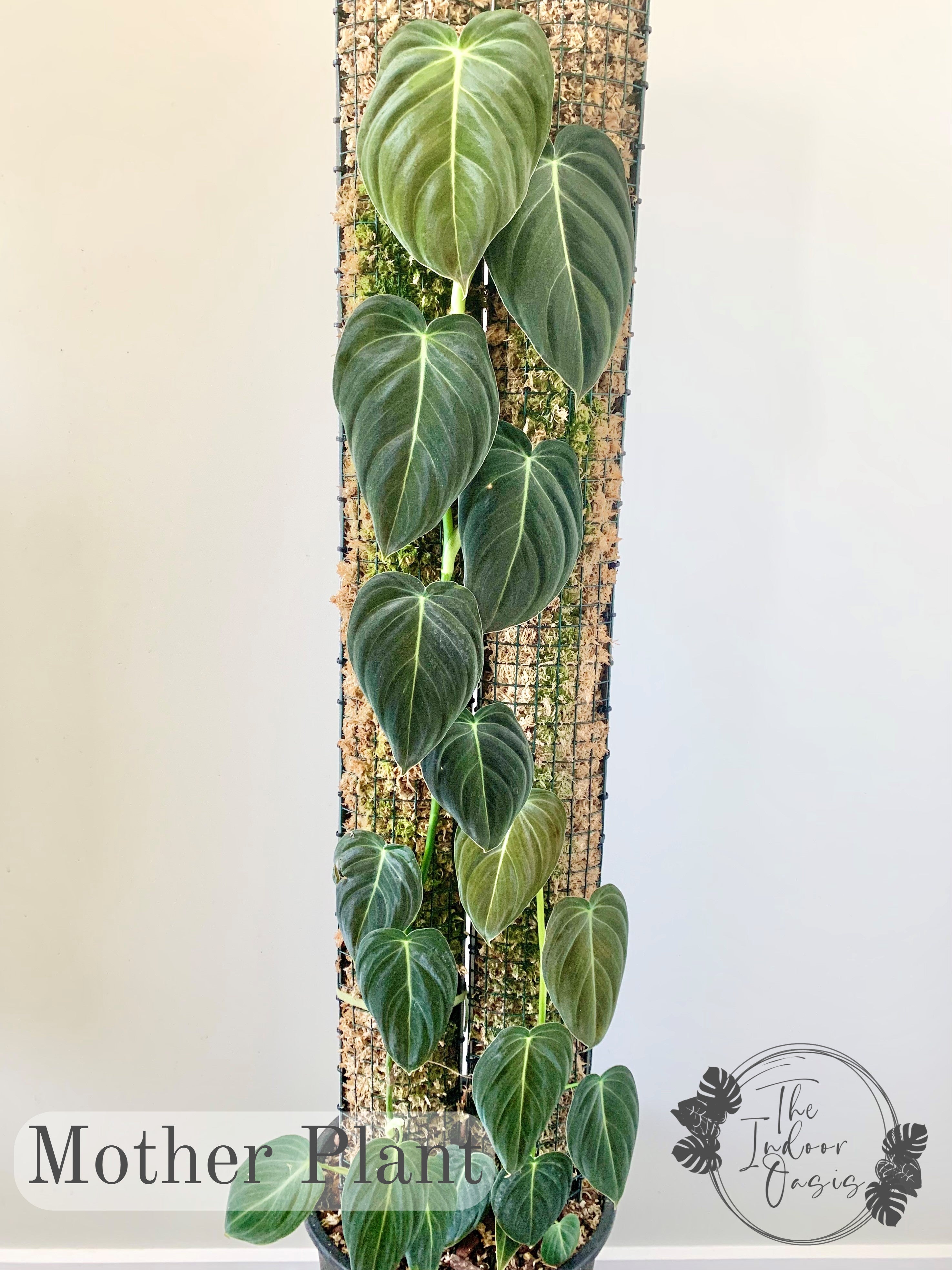 philodendron melanochrysum nz Philodendron Melanochrysum cutting – The Indoor Oasis NZ