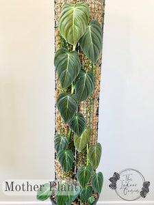 Philodendron Melanochrysum Mother Plant on Moss Pole The Indoor Oasis NZ