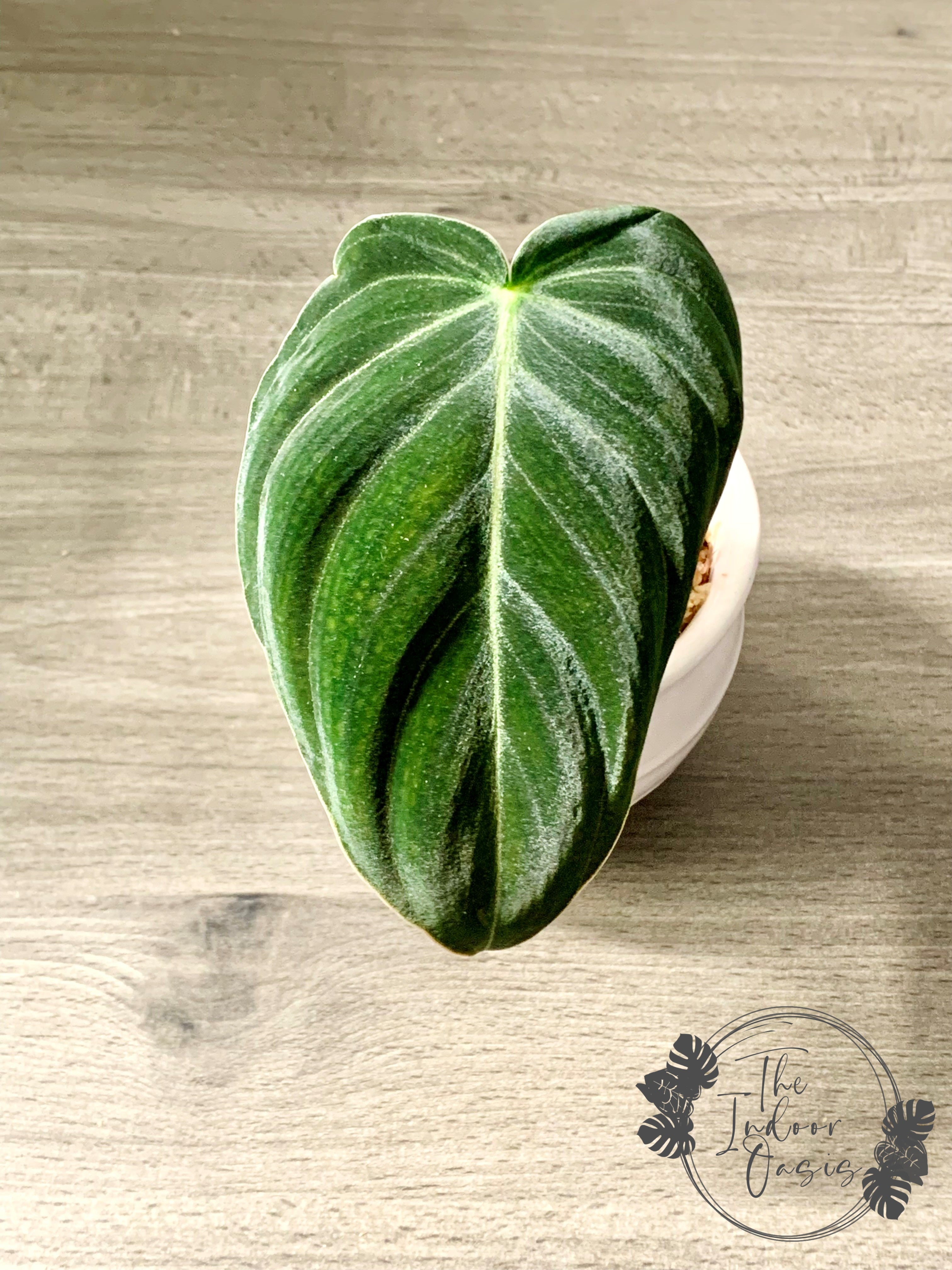 Philodendron Melanochrysum cutting The Indoor Oasis NZ