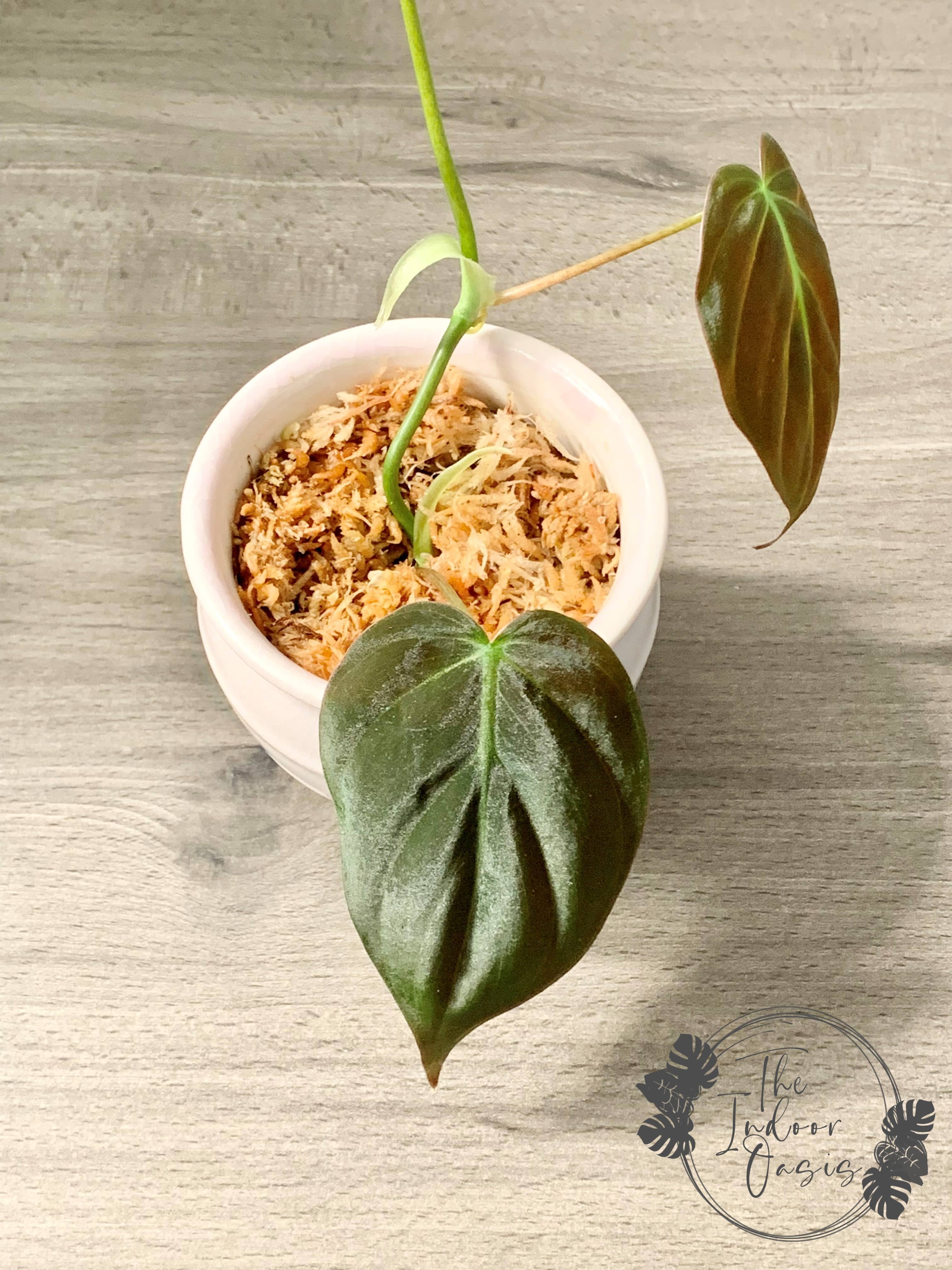 Philodendron Micans Care Guide for Lush Velvet Growth