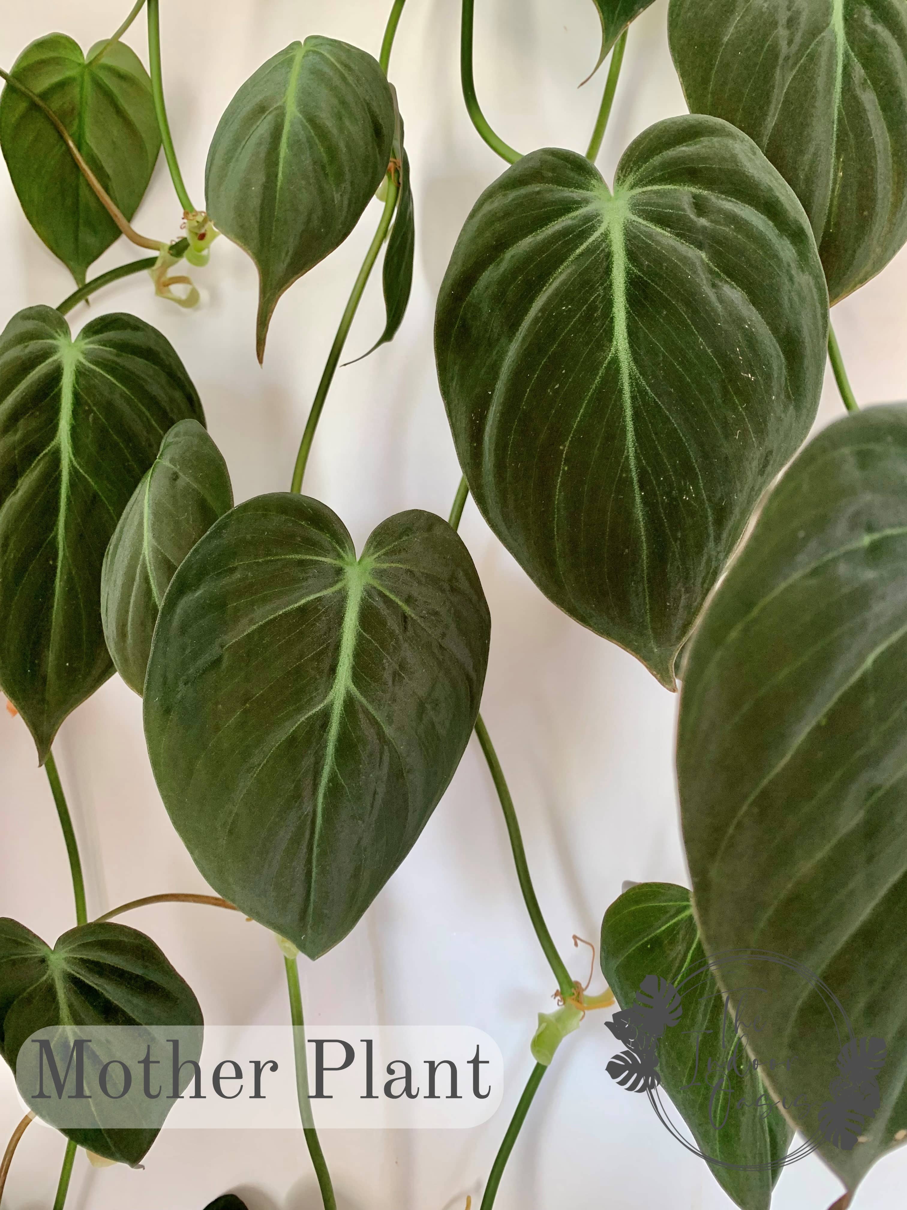 philodendron micans cutting Philodendron Micans cutting – The Indoor Oasis NZ