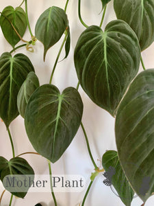Philodendron Micans Mother Plant The Indoor Oasis NZ