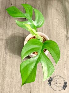 Philodendron Minima cutting Rhaphidophora Tetrasperma 2-node cutting The Indoor Oasis NZ 