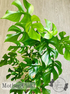 Philodendron Minima cutting Rhaphidophora Tetrasperma Mother Plant The Indoor Oasis NZ
