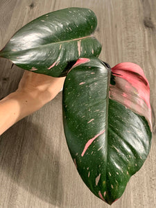 Philodendron Pink Princess cutting A The Indoor Oasis NZ
