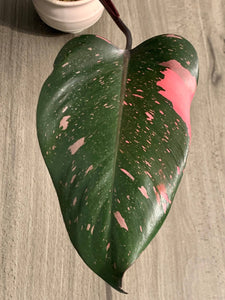 Philodendron Pink Princess cutting C The Indoor Oasis NZ