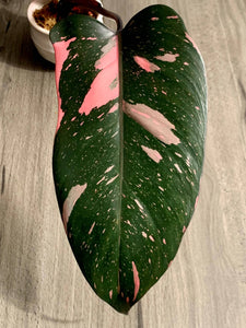 Philodendron Pink Princess cutting J The Indoor Oasis NZ