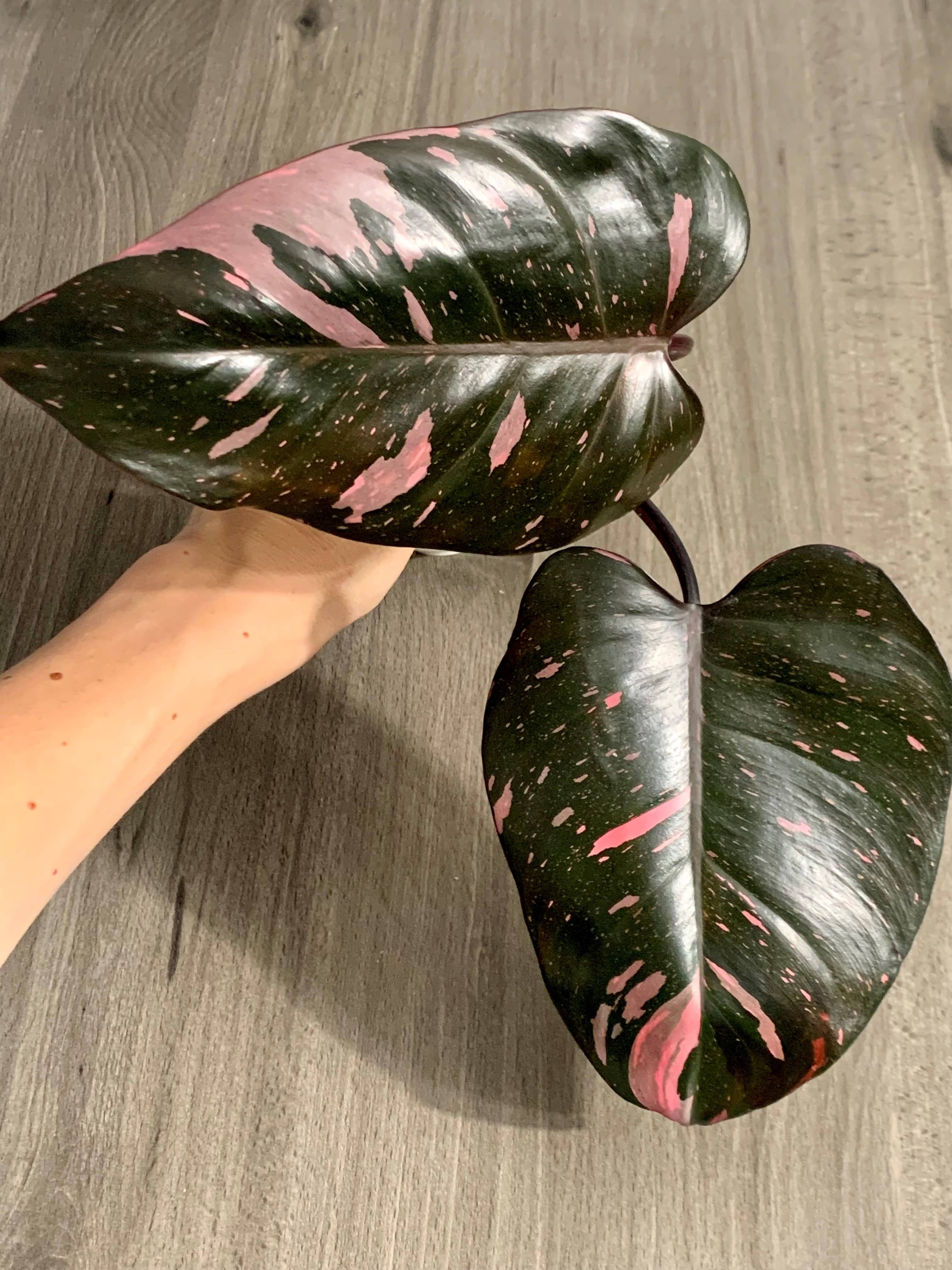 Philodendron Pink Princess cutting K The Indoor Oasis NZ