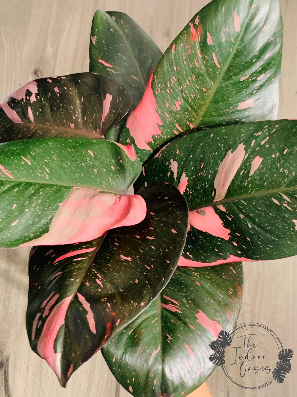 Philodendron Pink Princess cutting The Indoor Oasis NZ