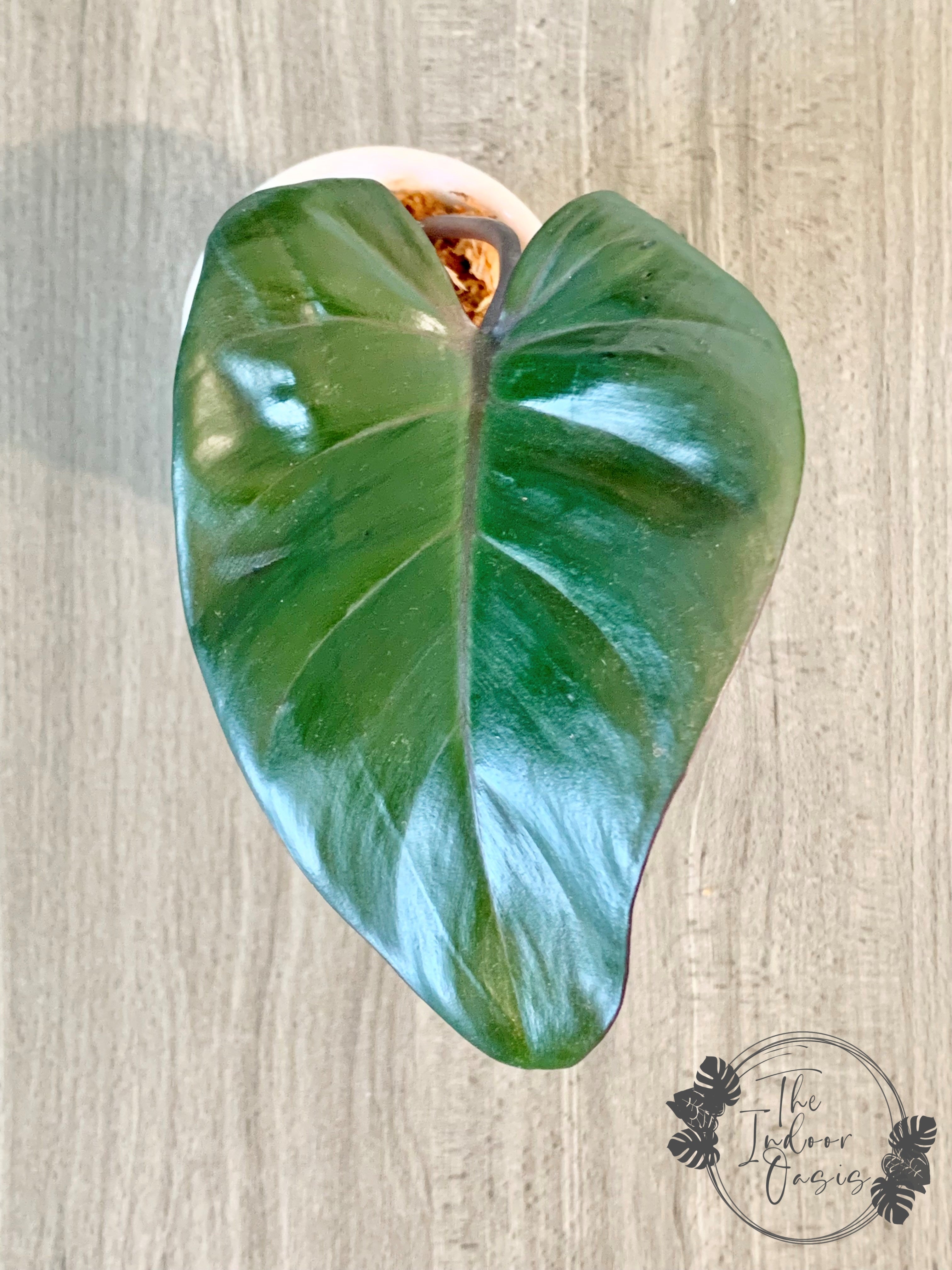 Philodendron Royal Queen cutting