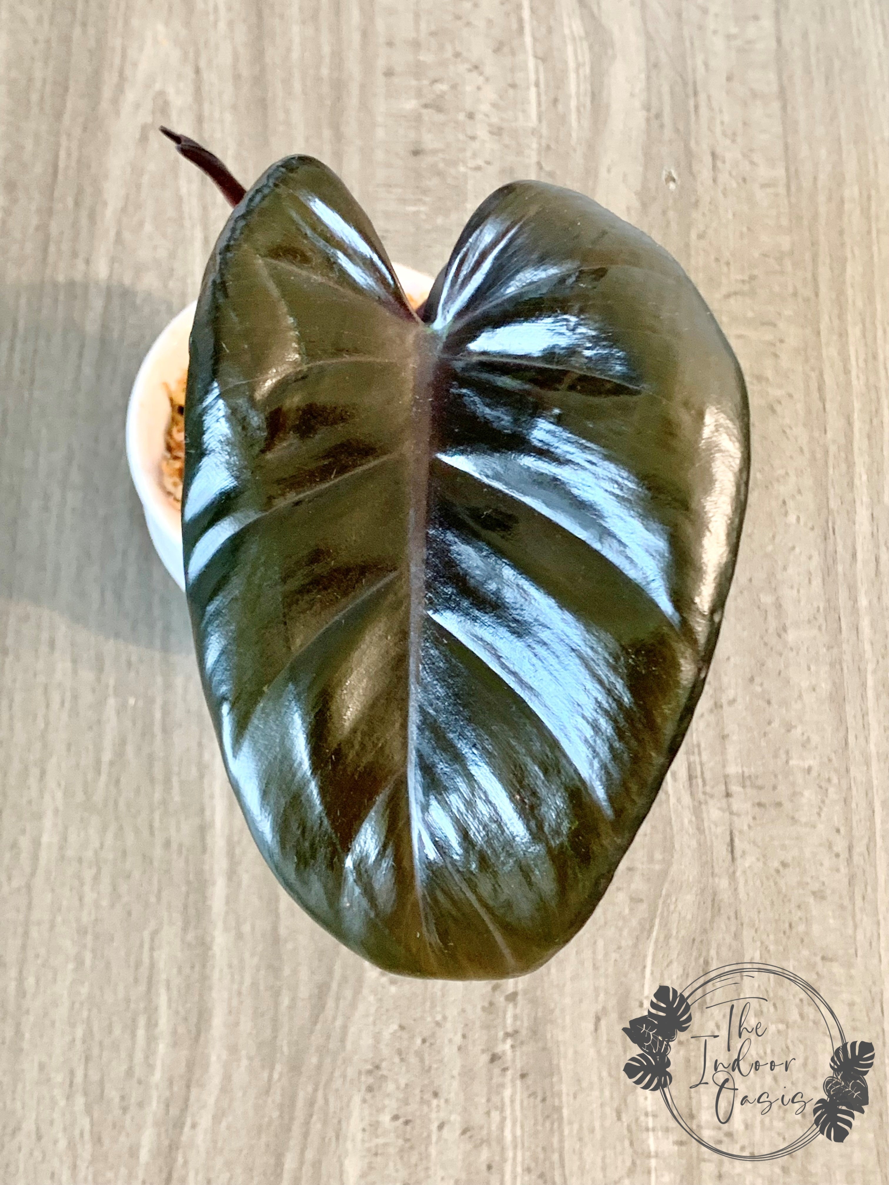Philodendron Royal Queen cutting