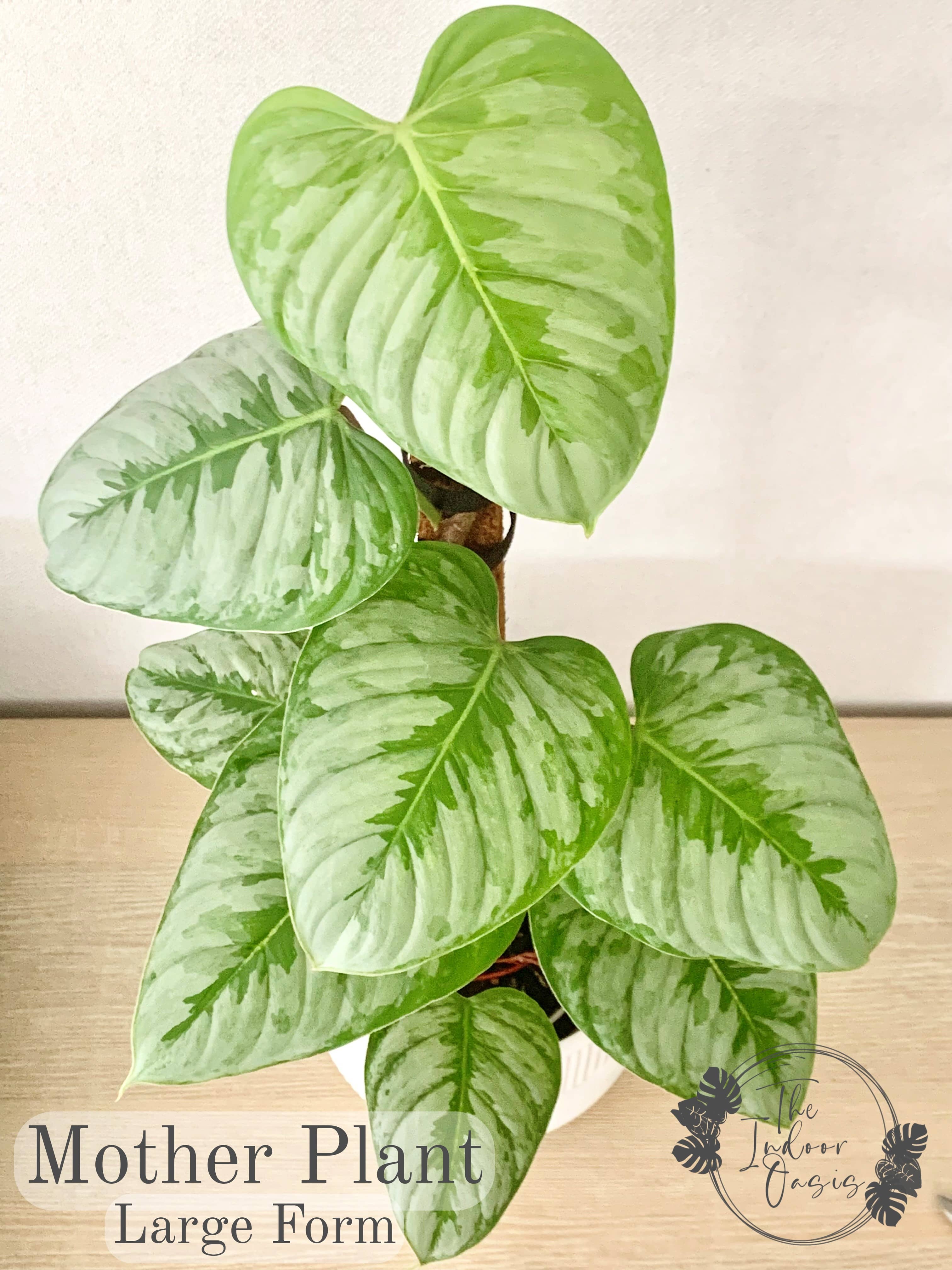 Philodendron Sodiroi Large Form Mother Plant The Indoor Oasis NZ