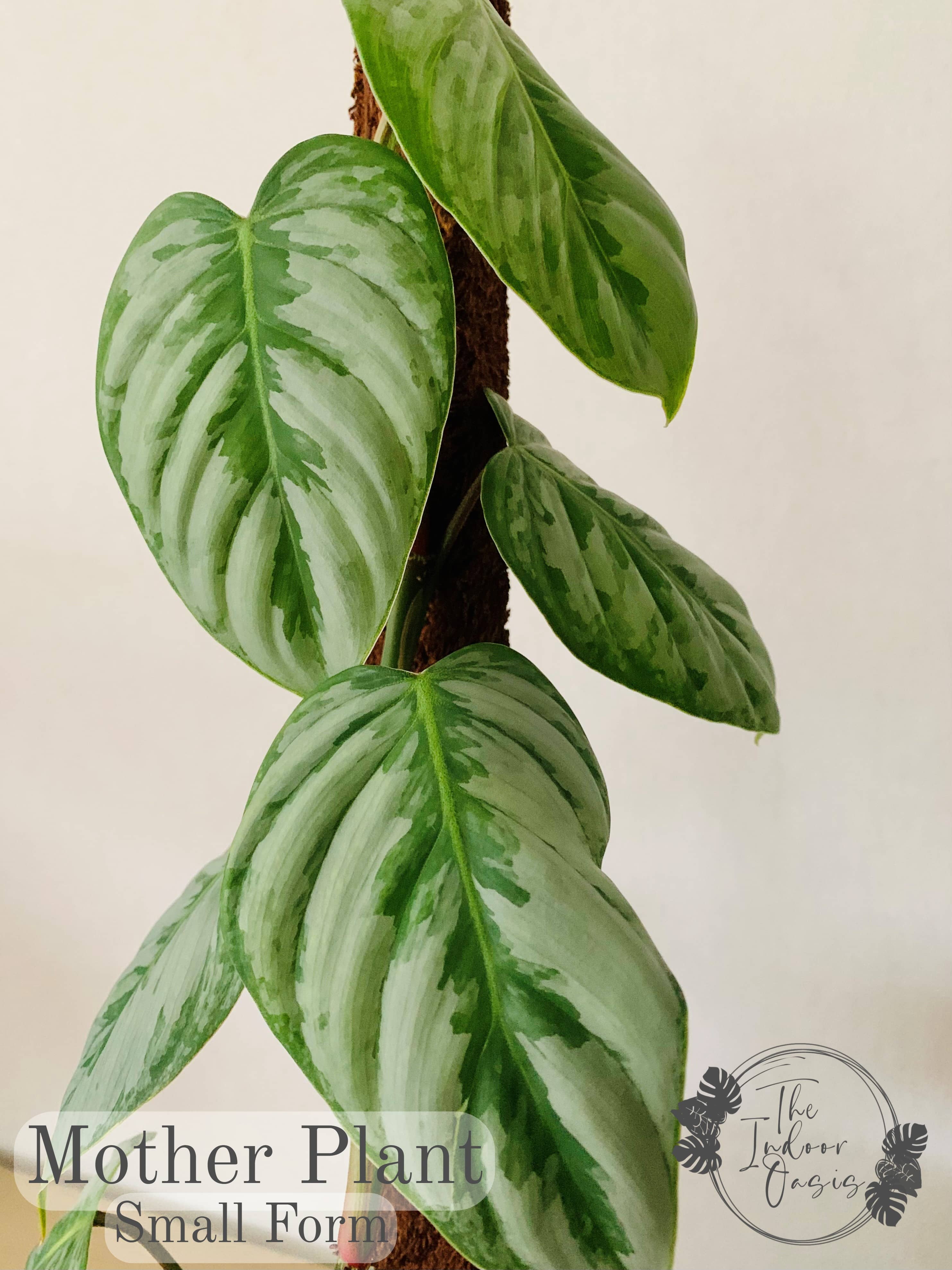 Philodendron Sodiroi Small Form Mother Plant The Indoor Oasis NZ