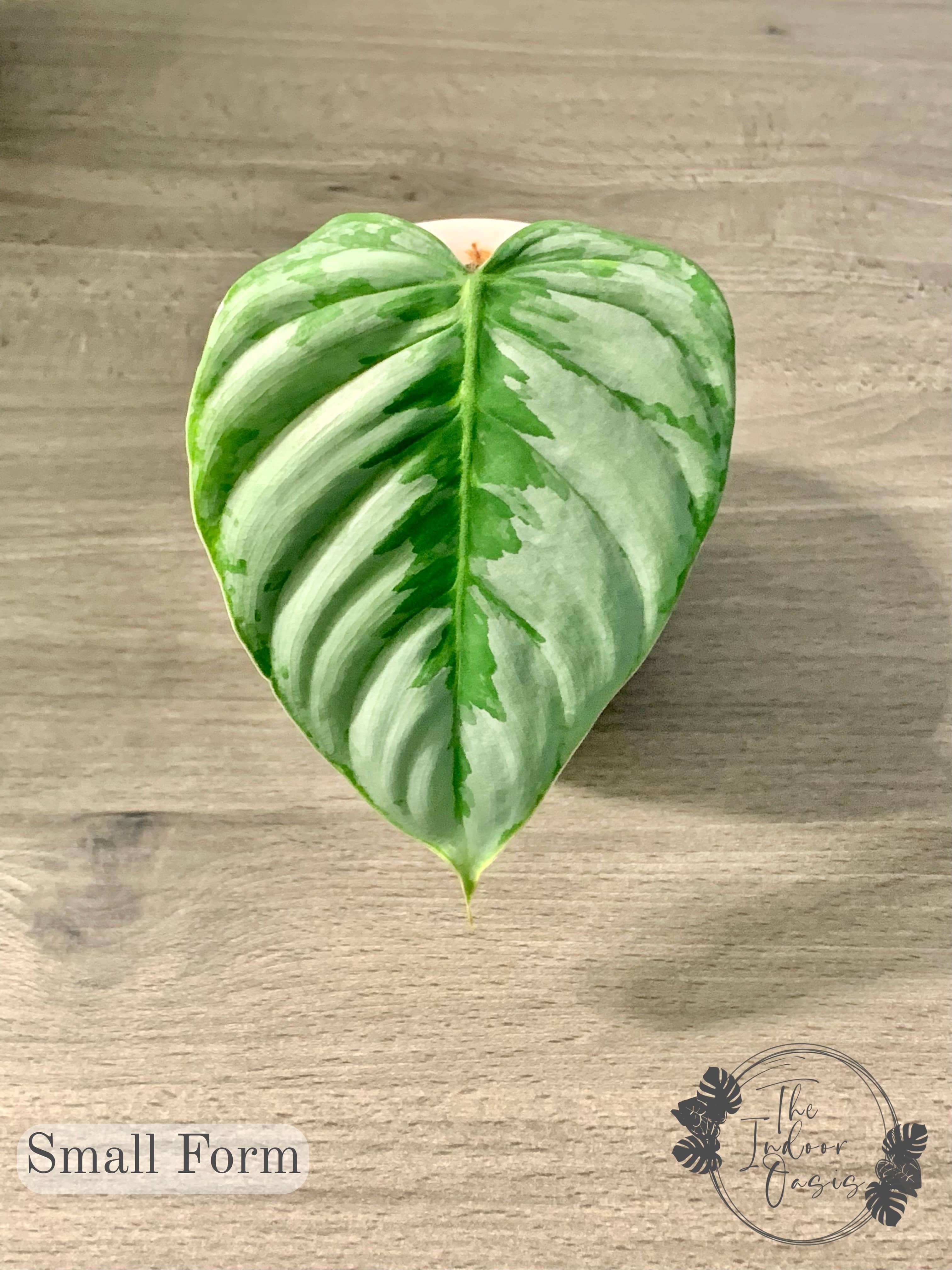 philodendron sodiroi nz Philodendron Sodiroi cutting – The Indoor Oasis NZ