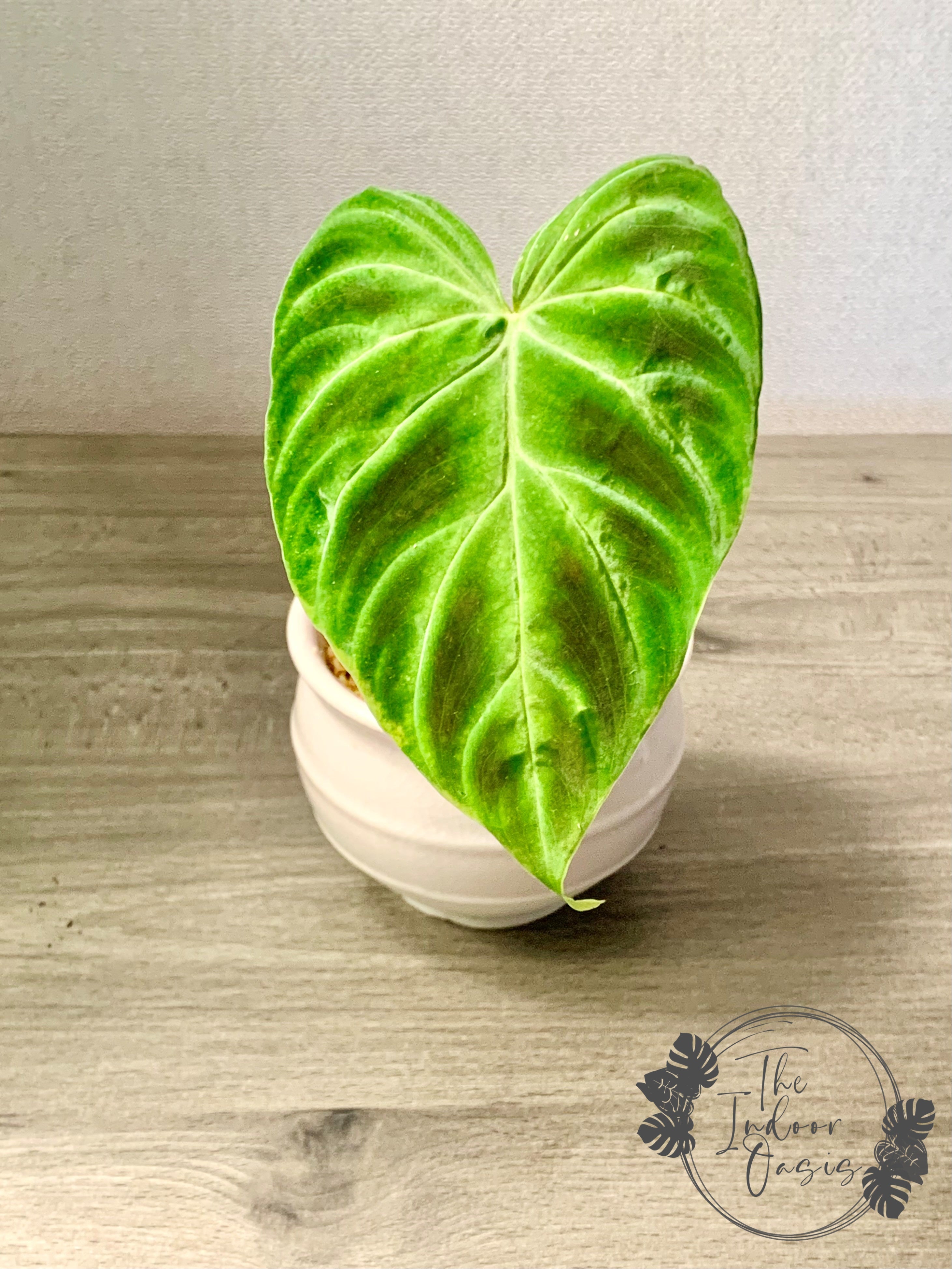 buy philodendron nz Philodendron Verrucosum cutting – The Indoor Oasis NZ