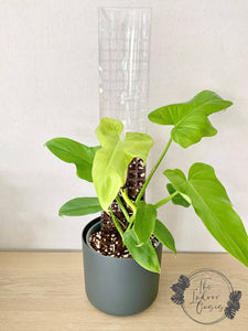 Plant Growing up Clear Aroid Moss Pole The Indoor Oasis NZ