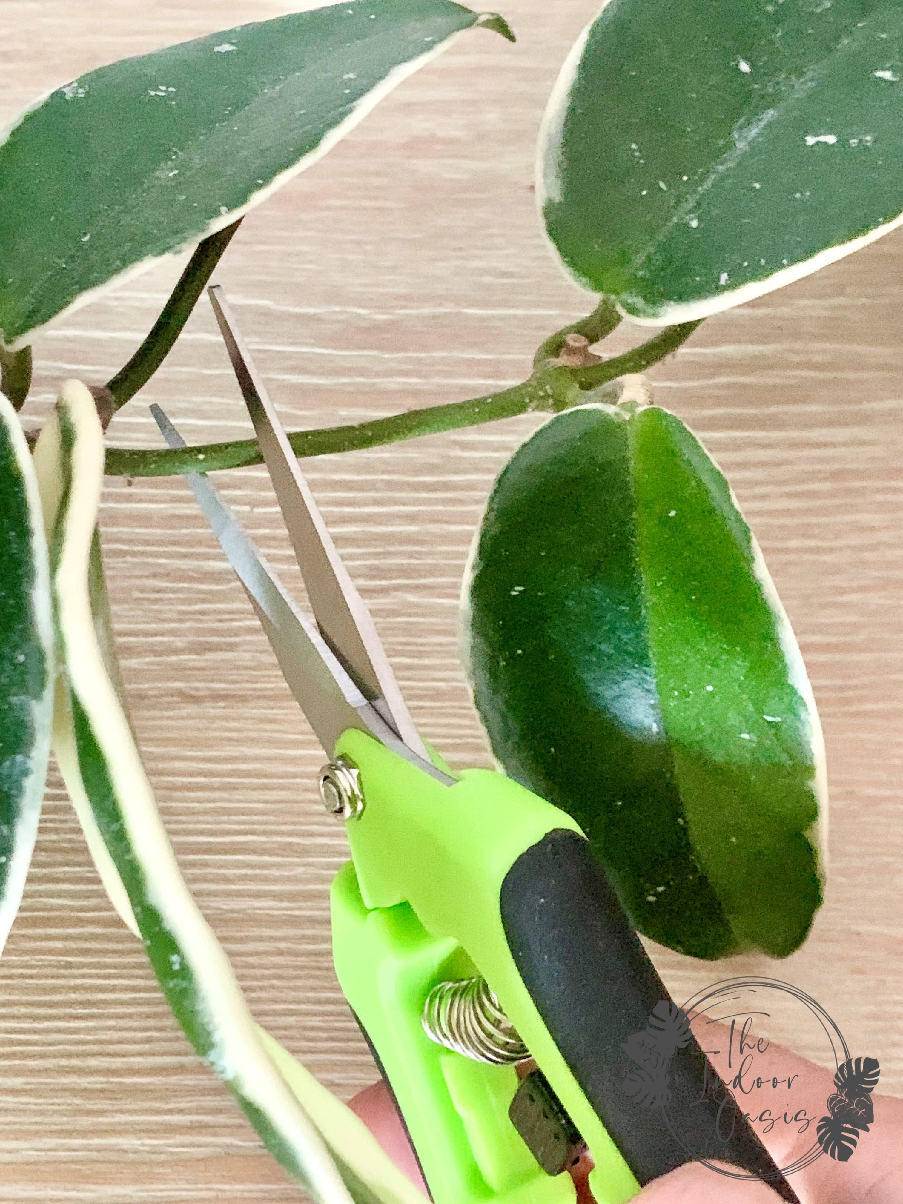 Plant Propagation Snips Shears cutting hoya The Indoor Oasis NZ