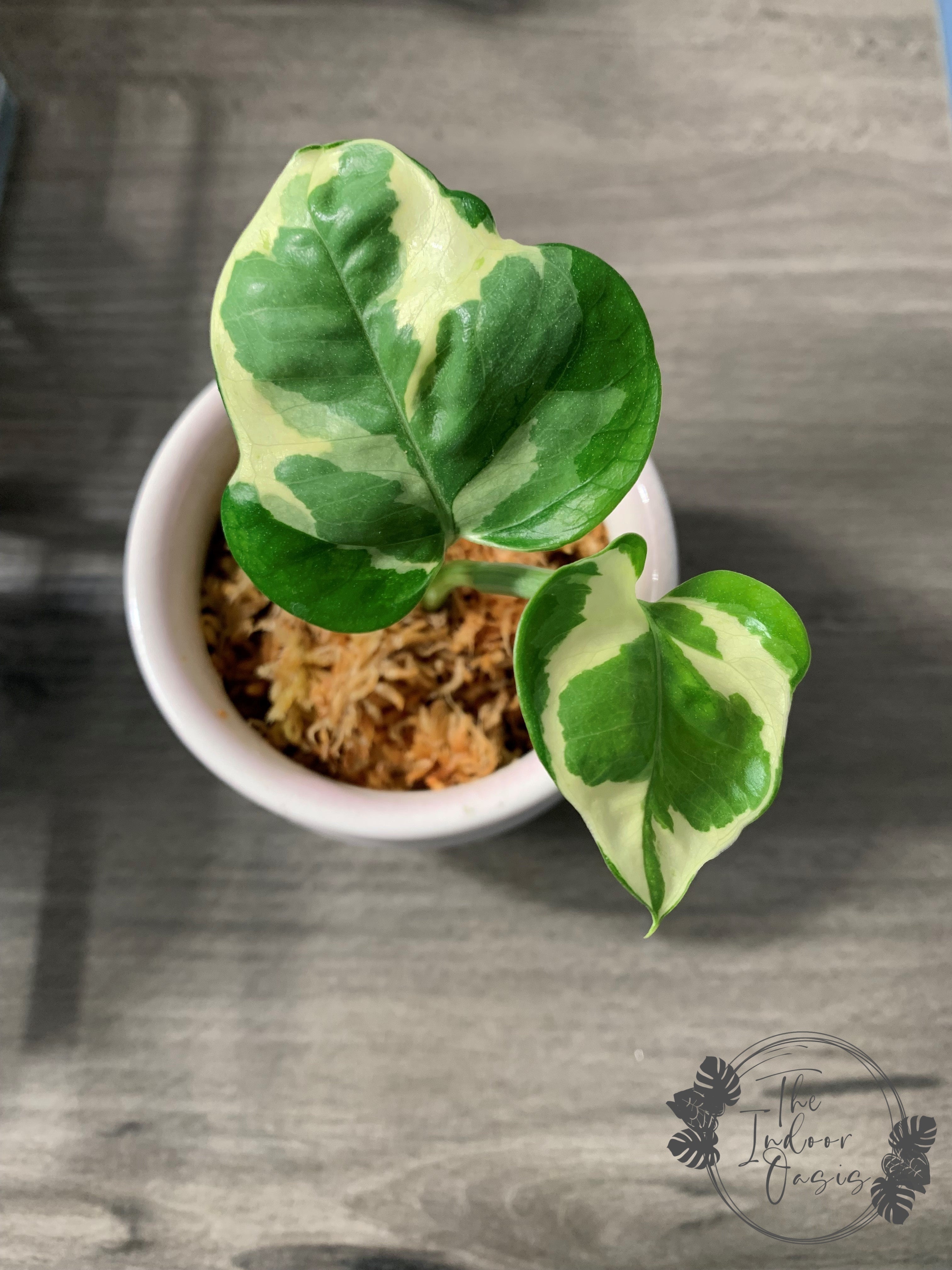 pothos n joy nz N’joy Pothos cutting