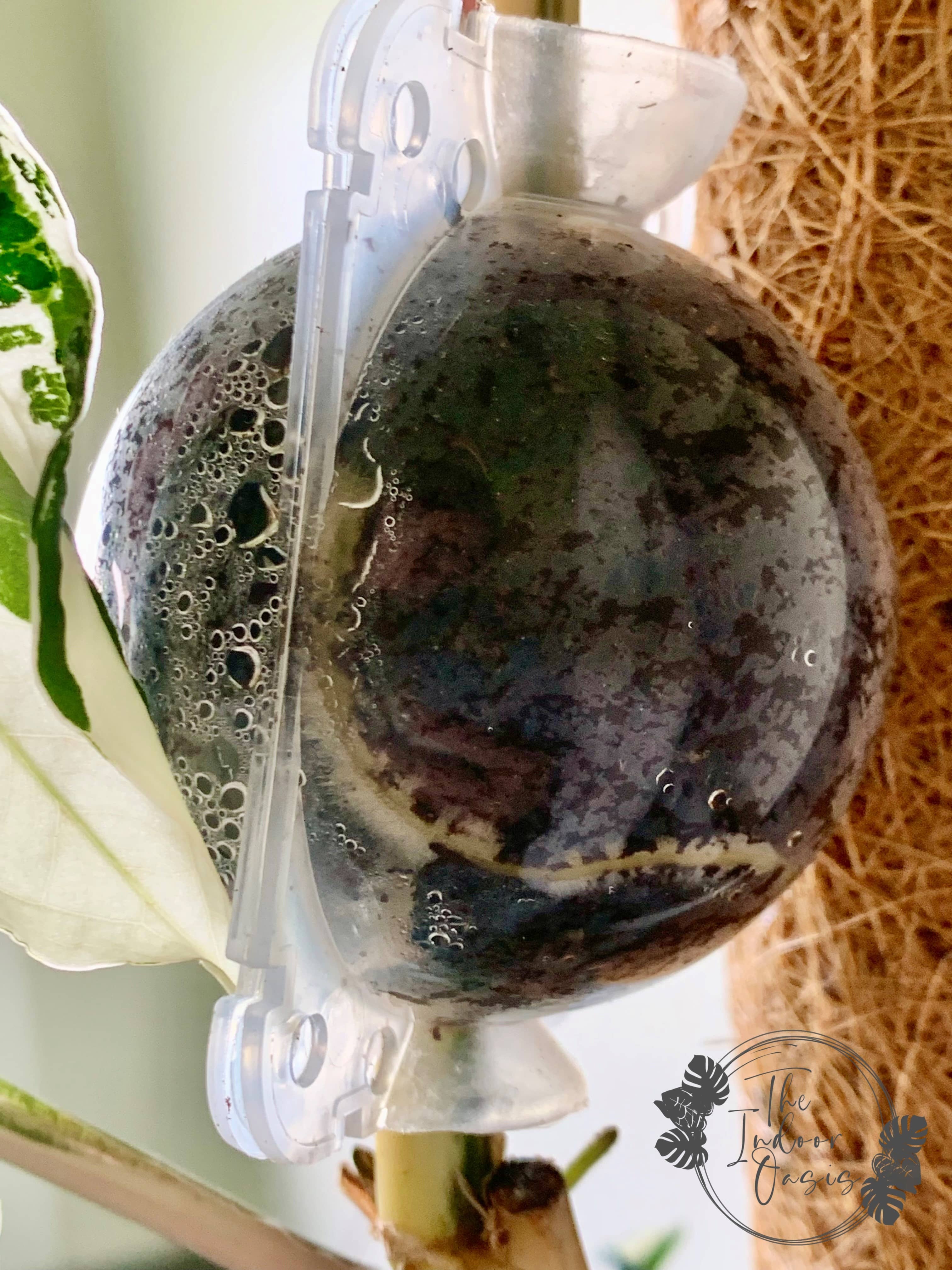 Plant Propagation Air Layering Rooting Ball – The Indoor Oasis NZ