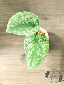 Silver Satin Pothos Scindapsus Pictus Trebie 2-node cutting example The Indoor Oasis NZ