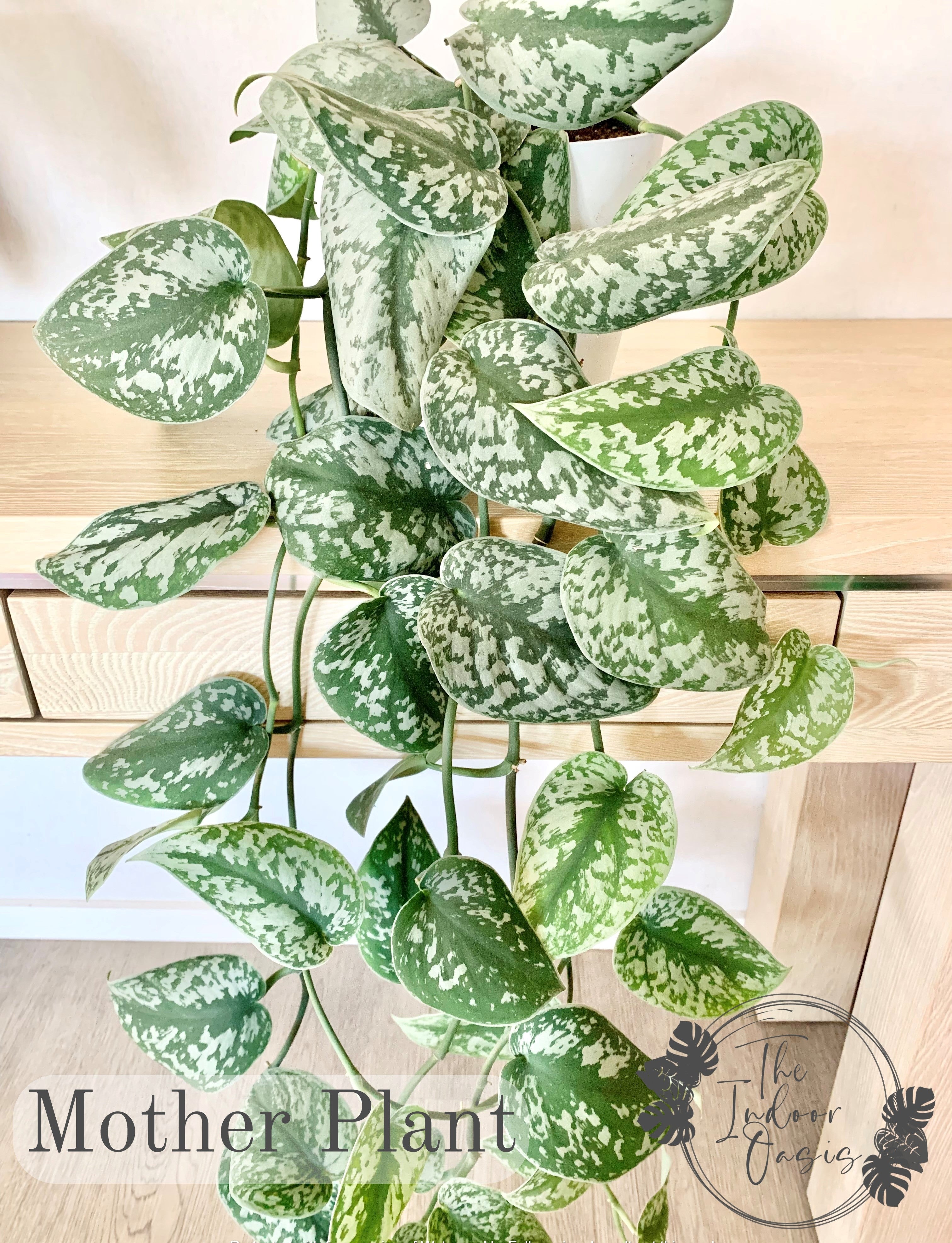 trebie pothos Silver Satin Pothos Scindapsus Pictus Trebie cutting – The Indoor Oasis NZ