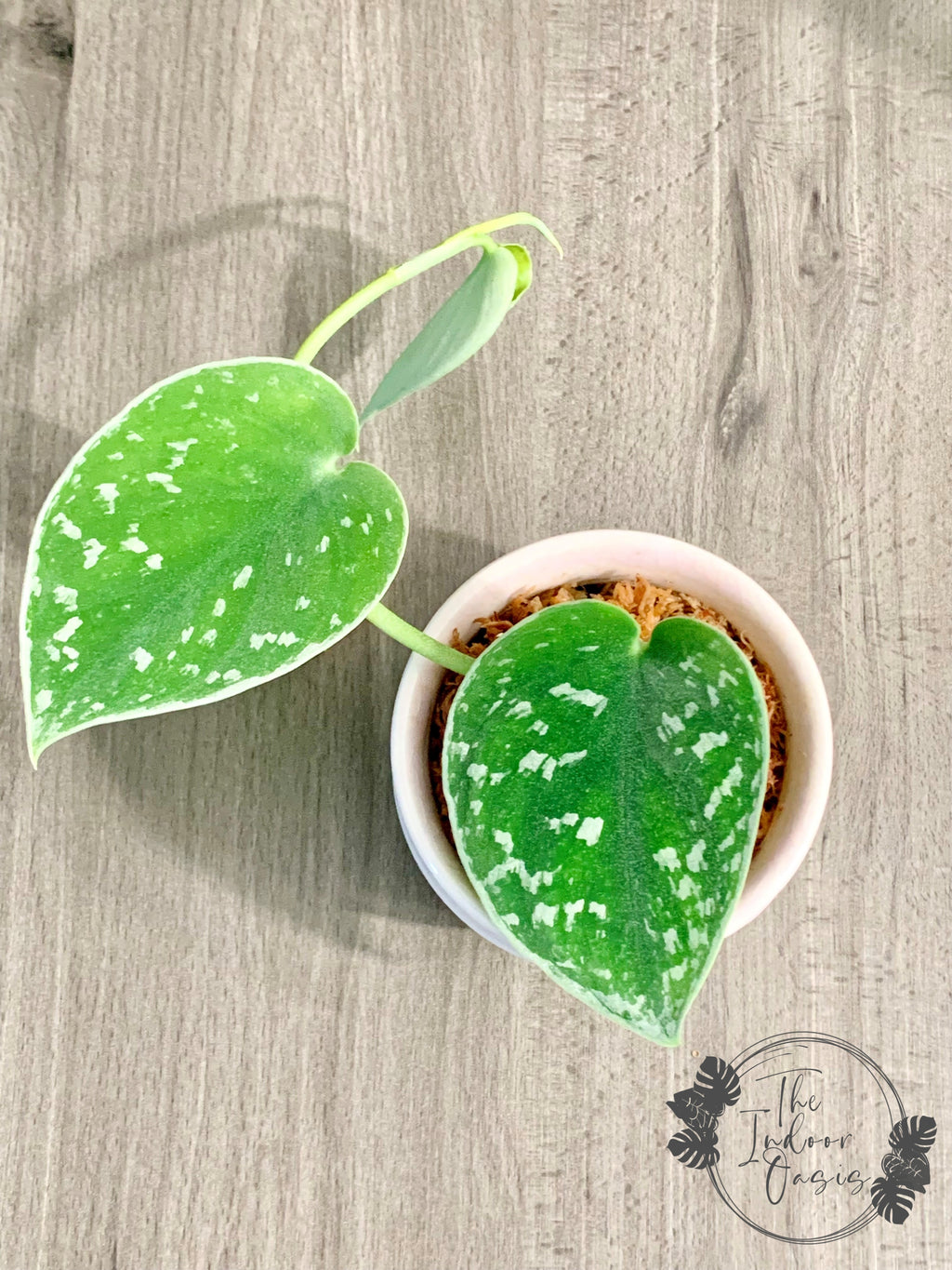 Silver Pothos Scindapsus Pictus Silvery Ann 2-node cutting example The Indoor Oasis NZ