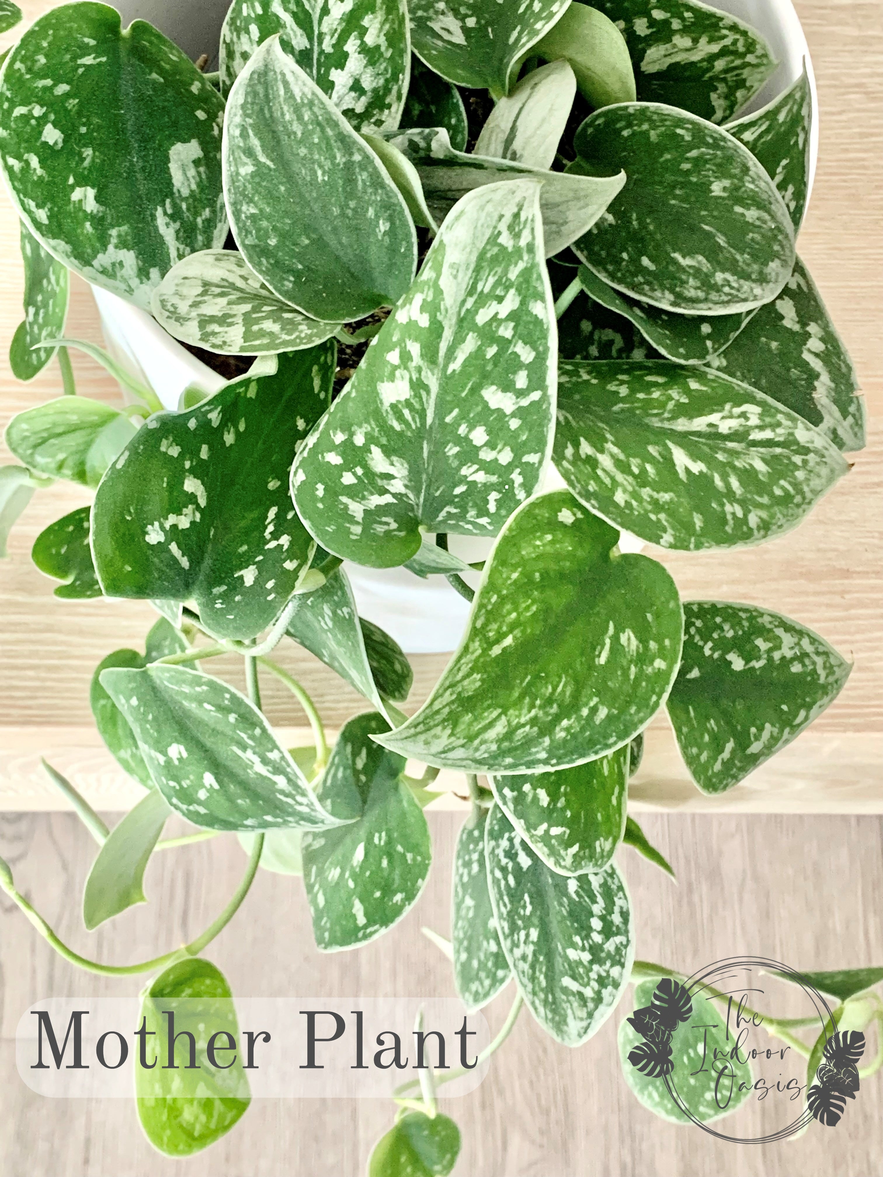 Silver Pothos Scindapsus Pictus Silvery Ann Mother Plant The Indoor Oasis NZ