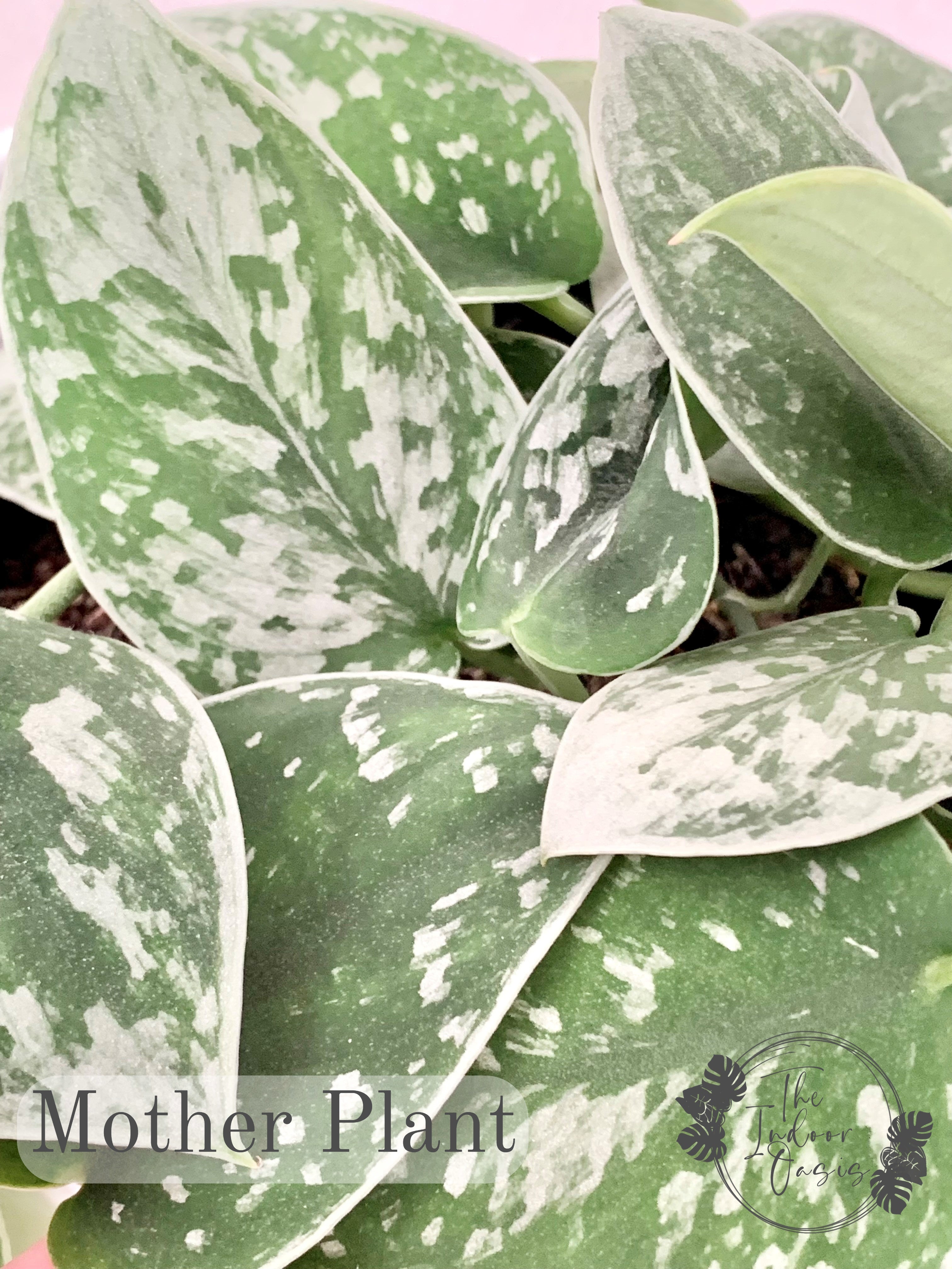 silver pothos nz Silver Pothos Scindapsus Pictus Silvery Ann cutting – The Indoor Oasis NZ