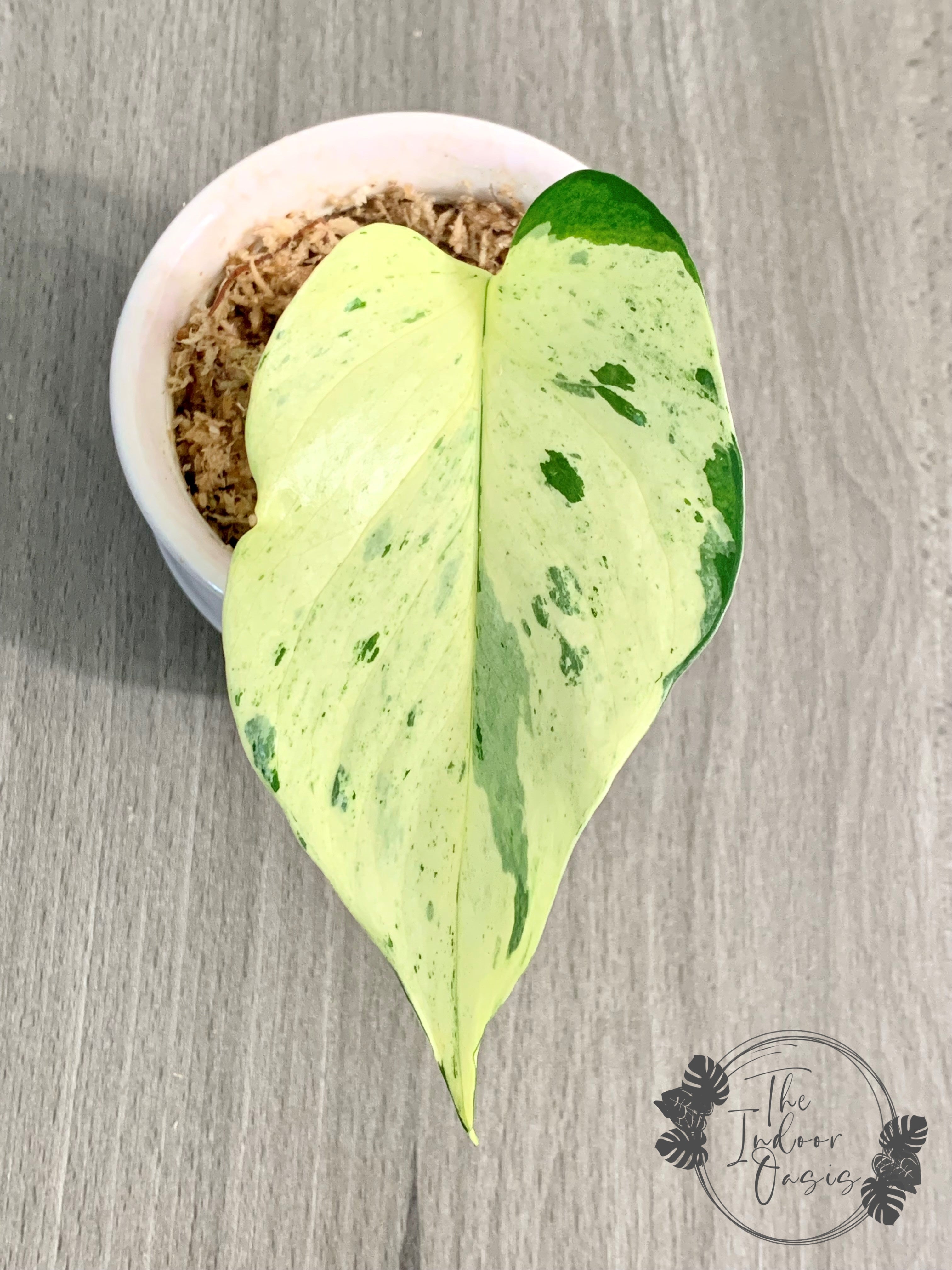 Snow Queen Super White Marble Queen Pothos 1-node cutting example The Indoor Oasis NZ