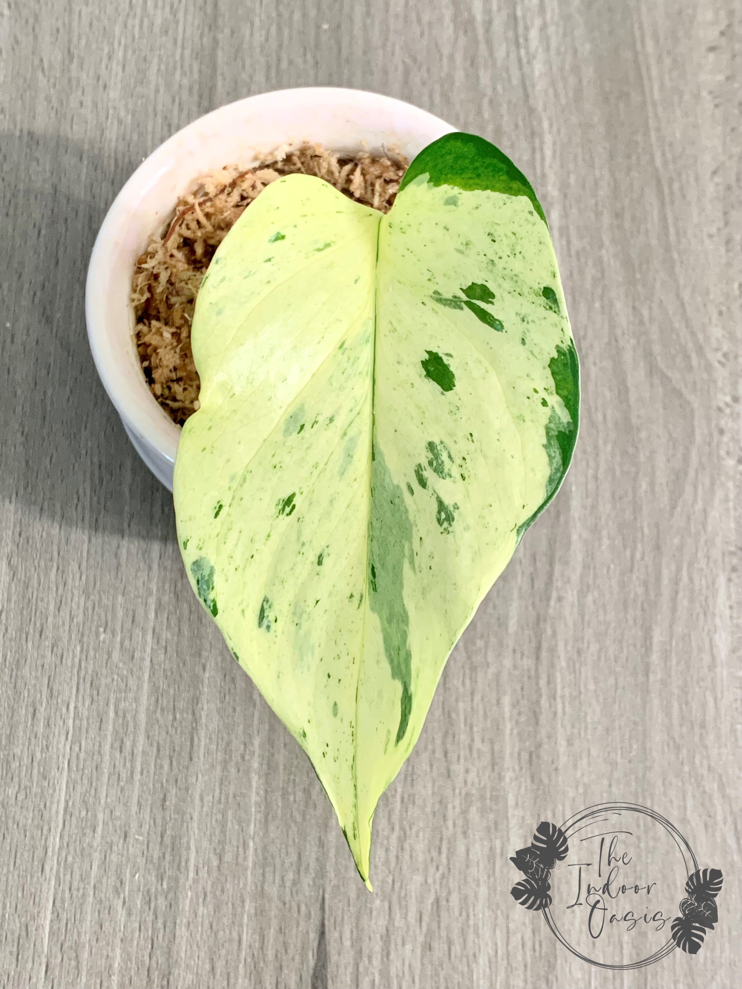 snow queen pothos cuttings Snow Queen Super White Marble Queen Pothos cutting – The Indoor Oasis NZ