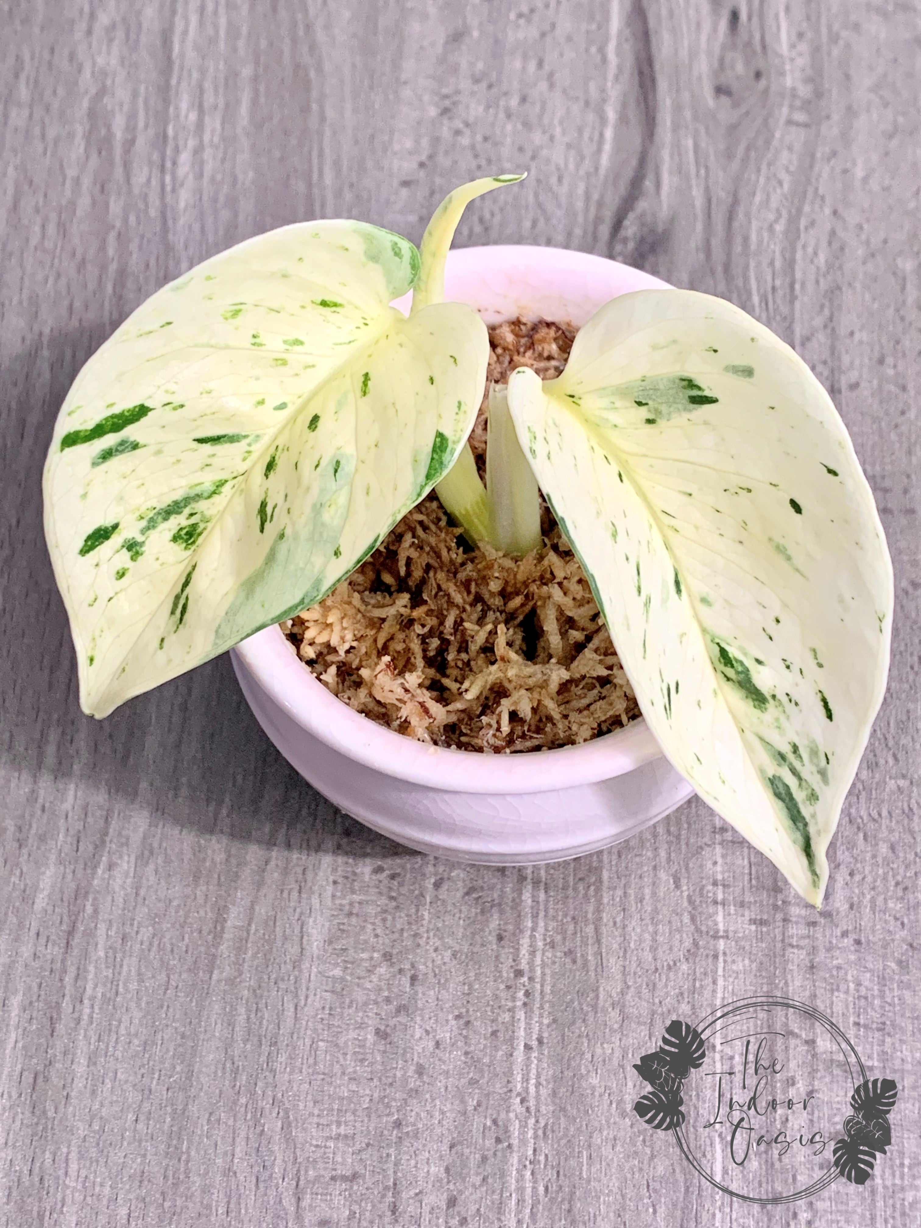 snow white pothos Snow Queen Super White Marble Queen Pothos cutting – The Indoor Oasis NZ