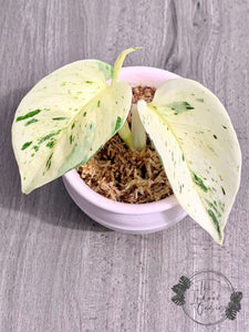 Snow Queen Super White Marble Queen Pothos 2-node cutting example 1 The Indoor Oasis NZ