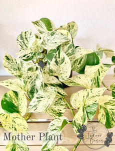 Snow Queen Super White Marble Queen Pothos Mother Plant The Indoor Oasis NZ