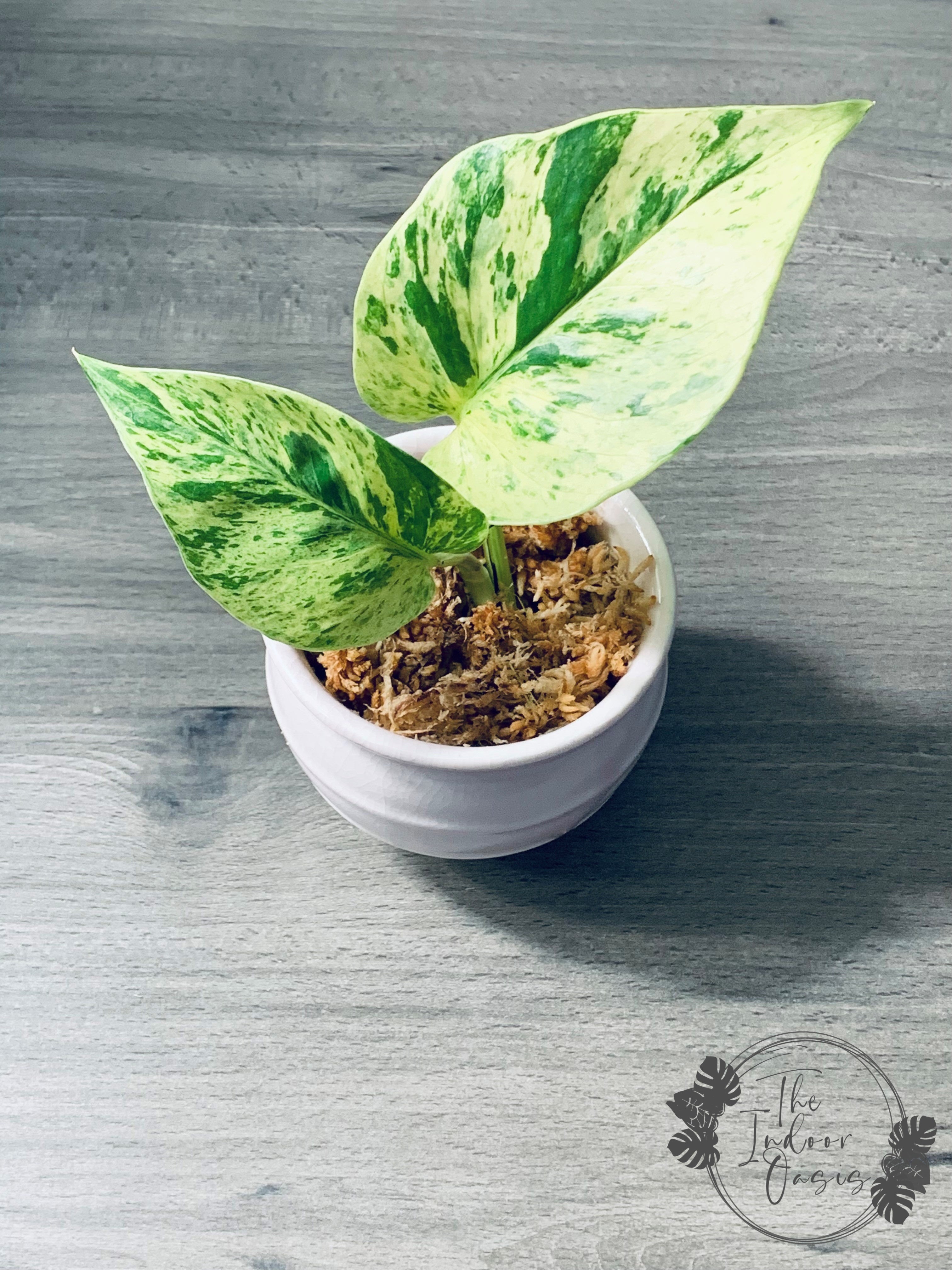 snow queen pothos cuttings Snow Queen Super White Marble Queen Pothos cutting – The Indoor Oasis NZ