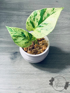 marble pothos nz Snow Queen Super White Marble Queen Pothos cutting – The Indoor Oasis NZ