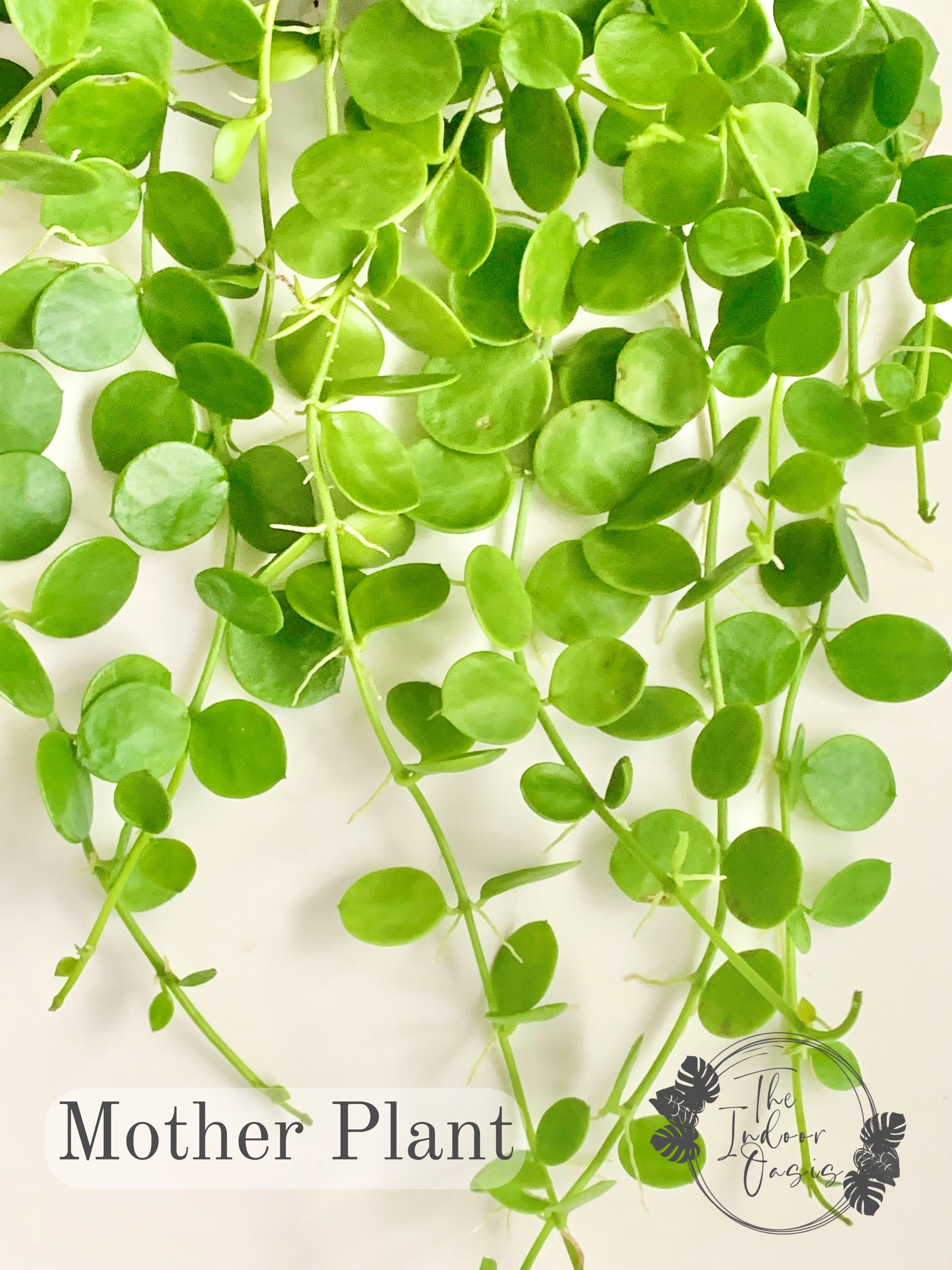 string of nickels succulent String of Nickels cutting – The Indoor Oasis NZ