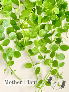 String of Nickels Mother Plant Dischidia Nummularia The Indoor Oasis NZ