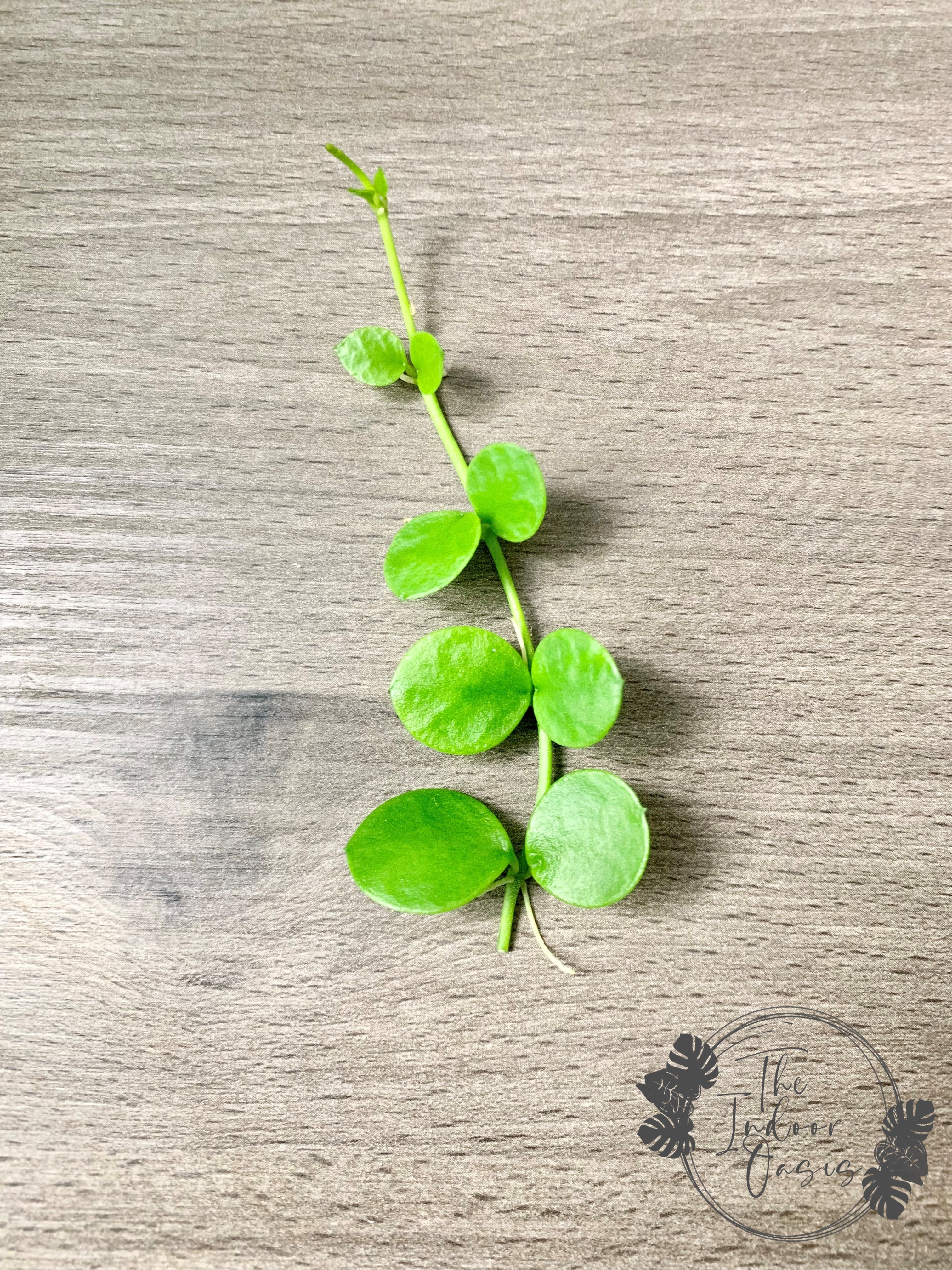 String of Nickels Dischidia Nummularia cutting The Indoor Oasis NZ