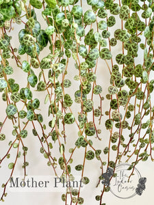 String of Turtles Mother Plant The Indoor Oasis NZ