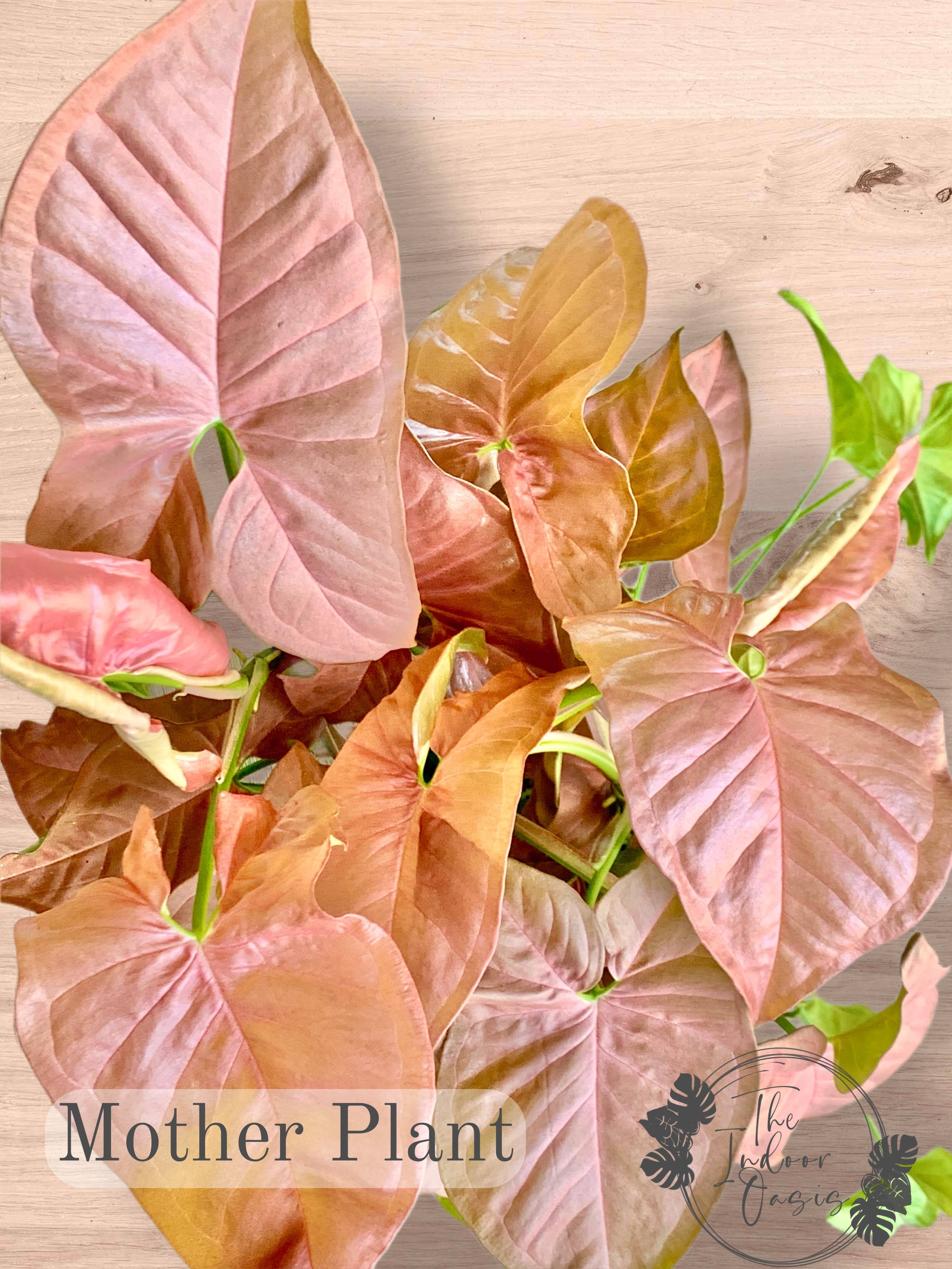 Syngonium Podophyllum Neon Pink cutting