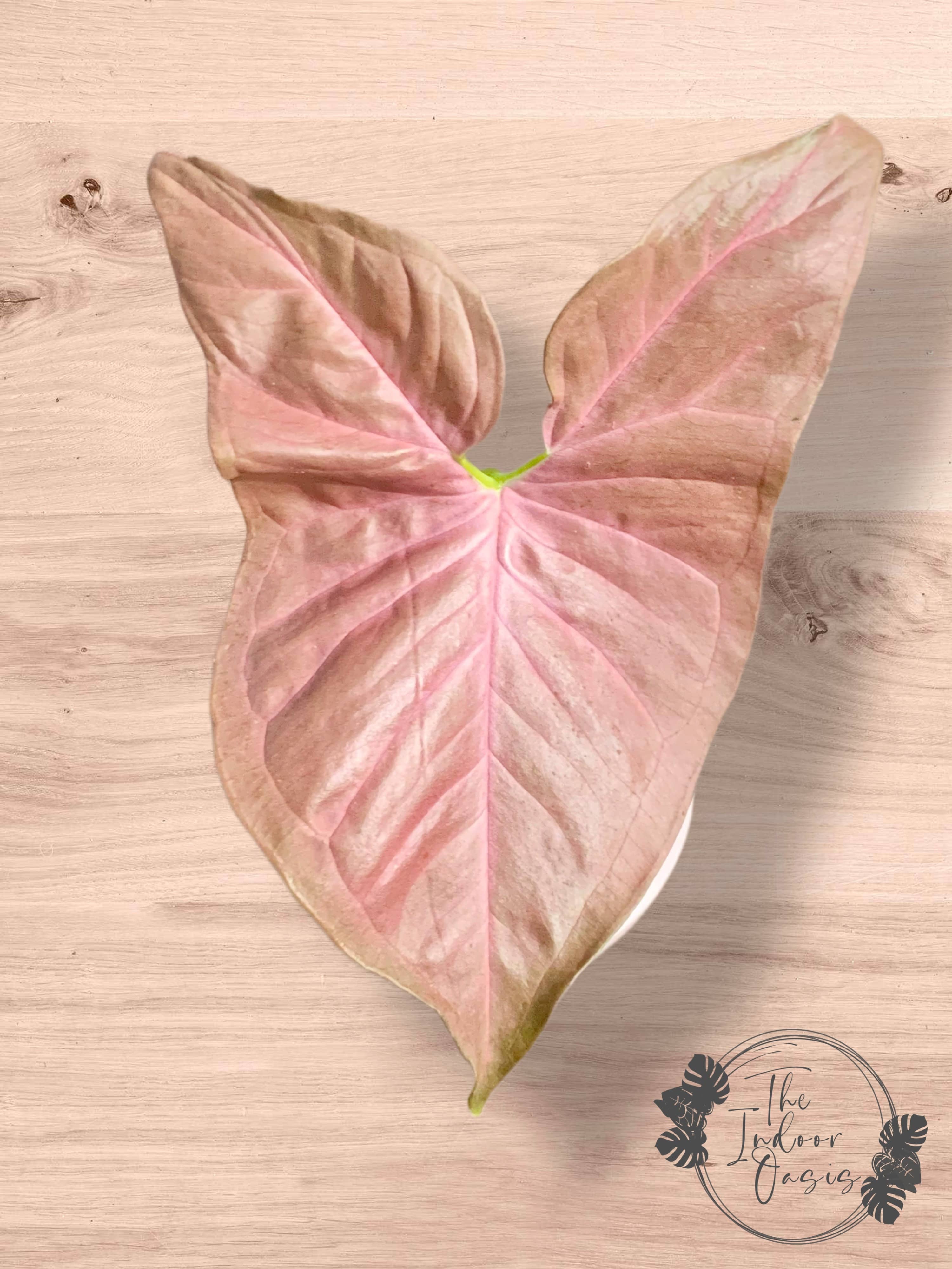 Syngonium Podophyllum Neon Pink cutting