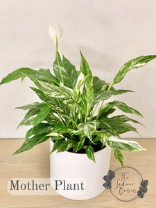 Variegated Peace Lily Spathiphyllum Domino Mother Plant  The Indoor Oasis NZ