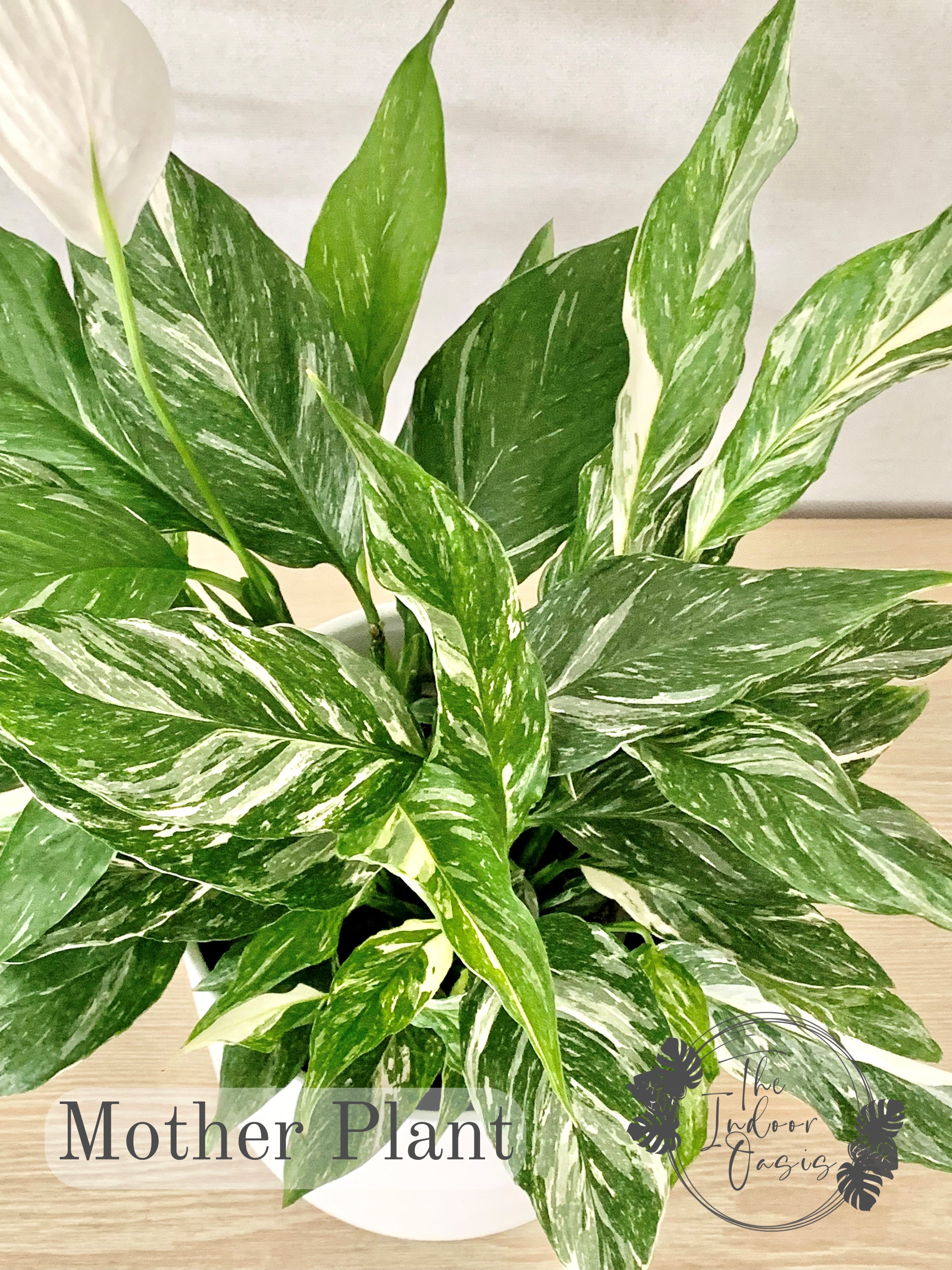 Variegated Peace Lily Spathiphyllum Domino foliage close up The Indoor Oasis NZ