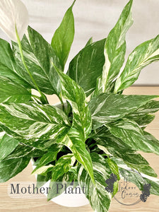 Variegated Peace Lily Spathiphyllum Domino foliage close up The Indoor Oasis NZ