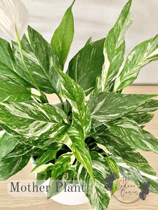 peace lily nz Variegated Peace Lily Spathiphyllum Domino – The Indoor Oasis NZ