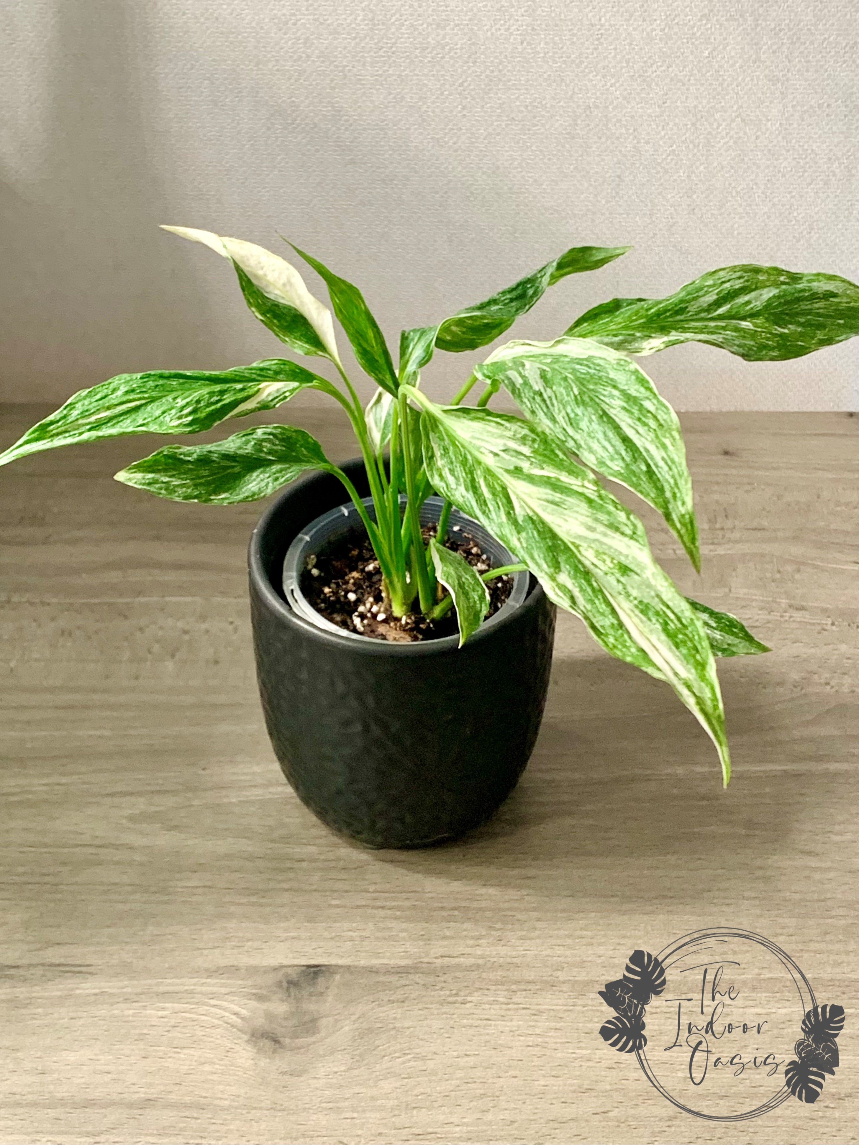 variegated peace lily nz Variegated Peace Lily Spathiphyllum Domino – The Indoor Oasis NZ