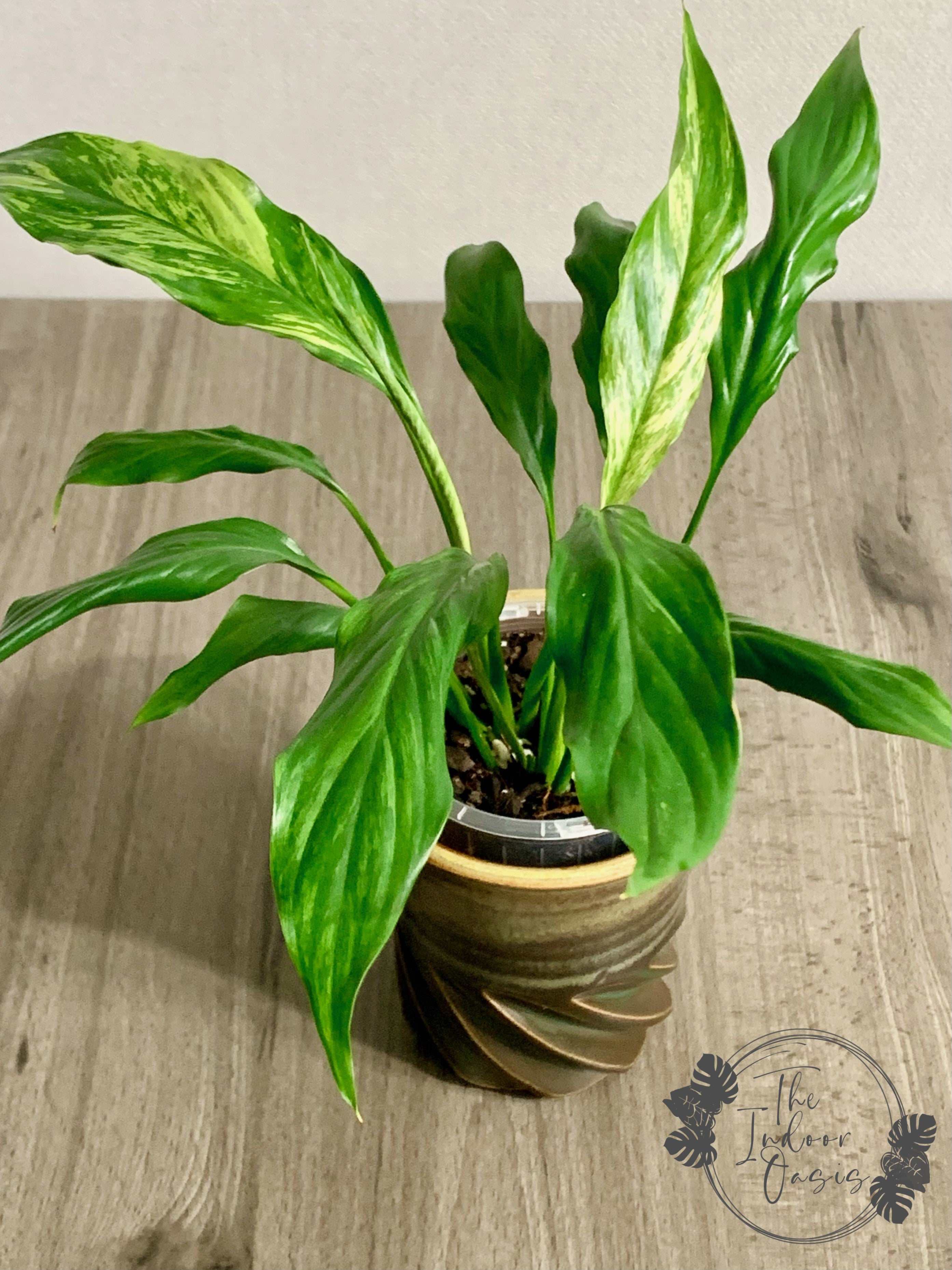 yellow variegated peace lily Variegated Peace Lily Spathiphyllum Duchess – The Indoor Oasis NZ