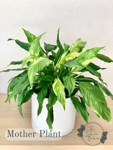 Variegated Peace Lily Spathiphyllum Duchess