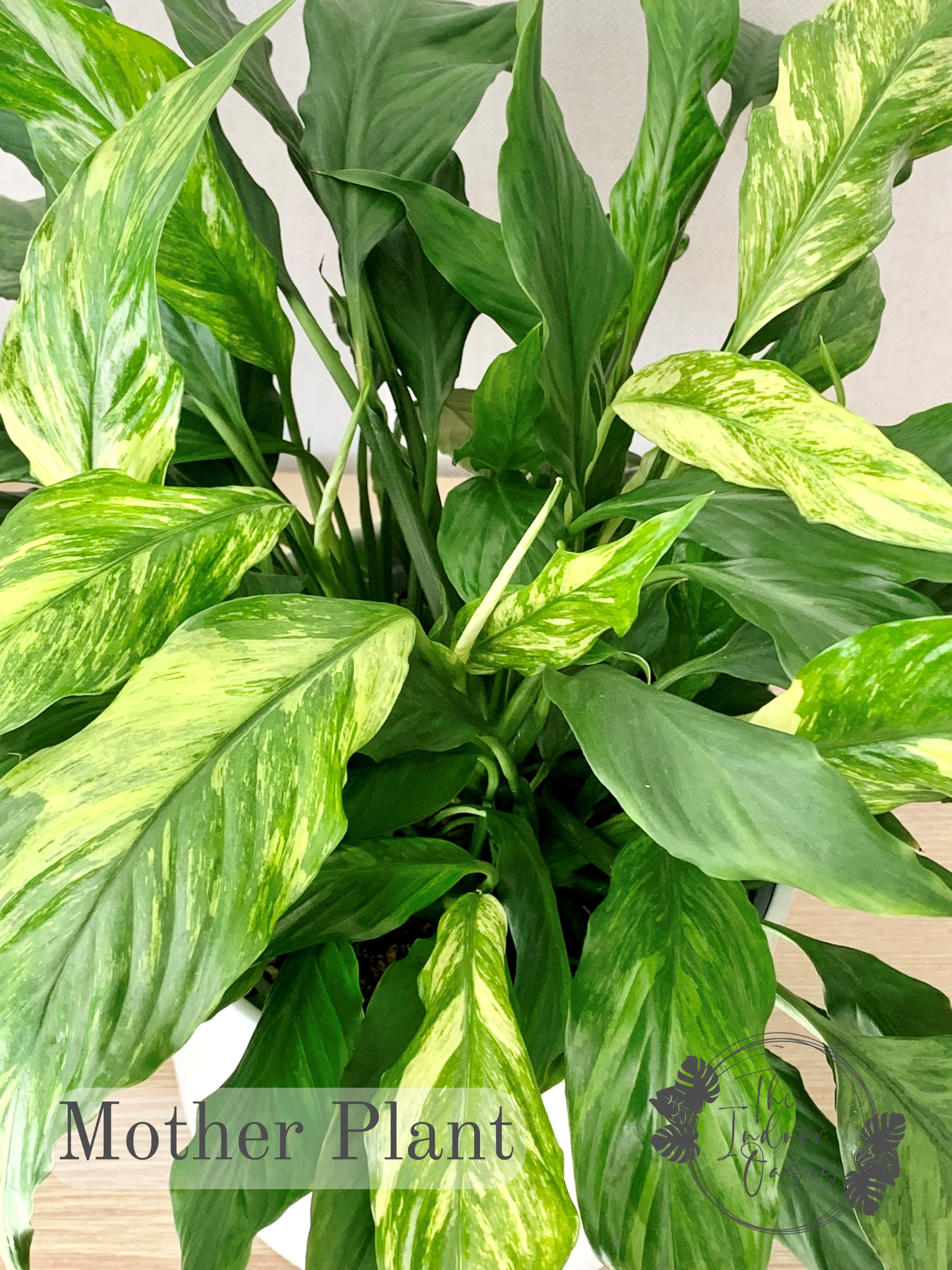 Variegated Peace Lily Spathiphyllum Duchess