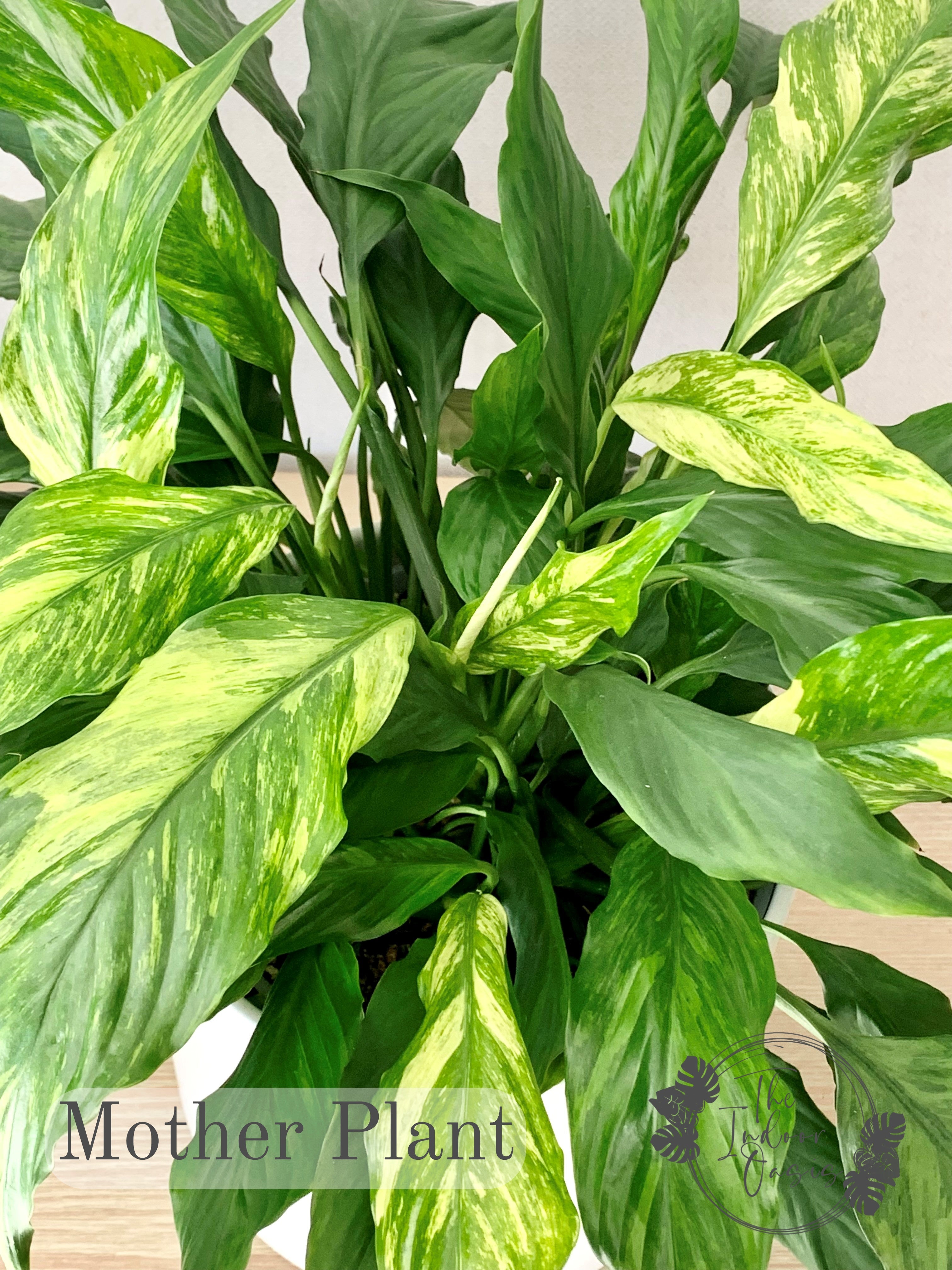 peace lily variegated leaves Variegated Peace Lily Spathiphyllum Duchess – The Indoor Oasis NZ